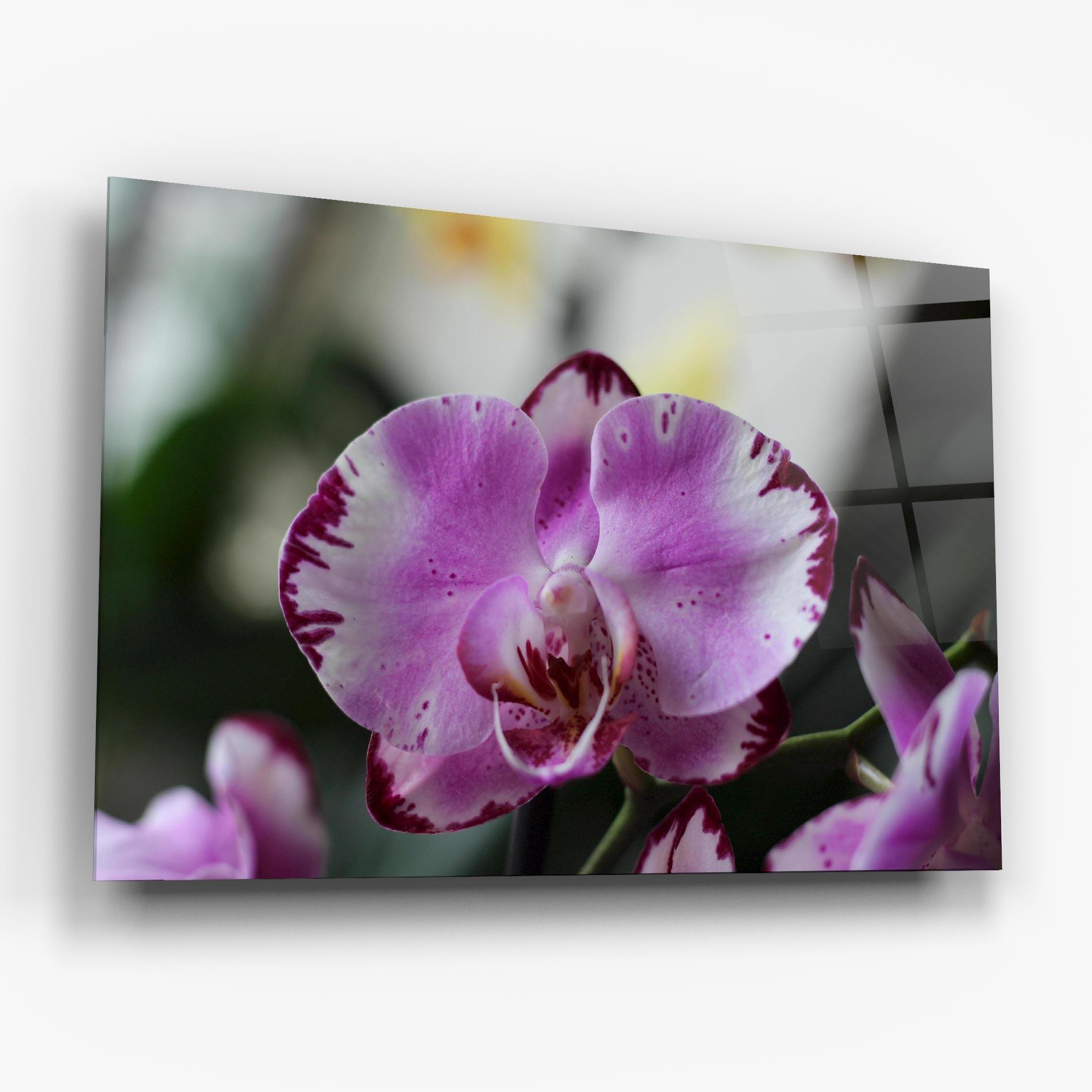 Glasbild Dark Purple Orchids In Nature mockup 6