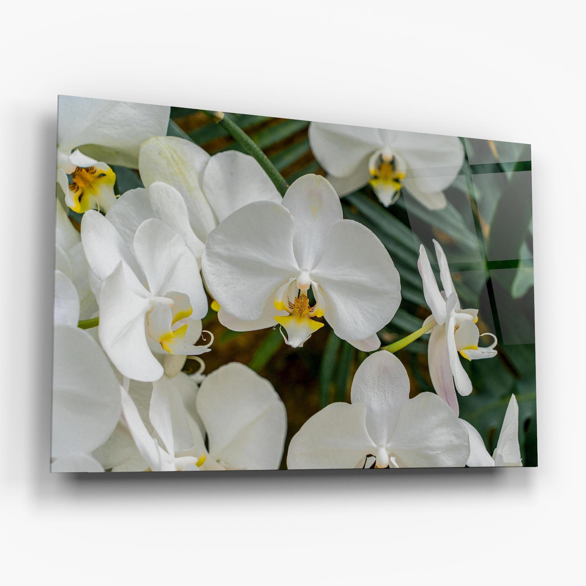 Glasbild Orchids In Nature mockup 6