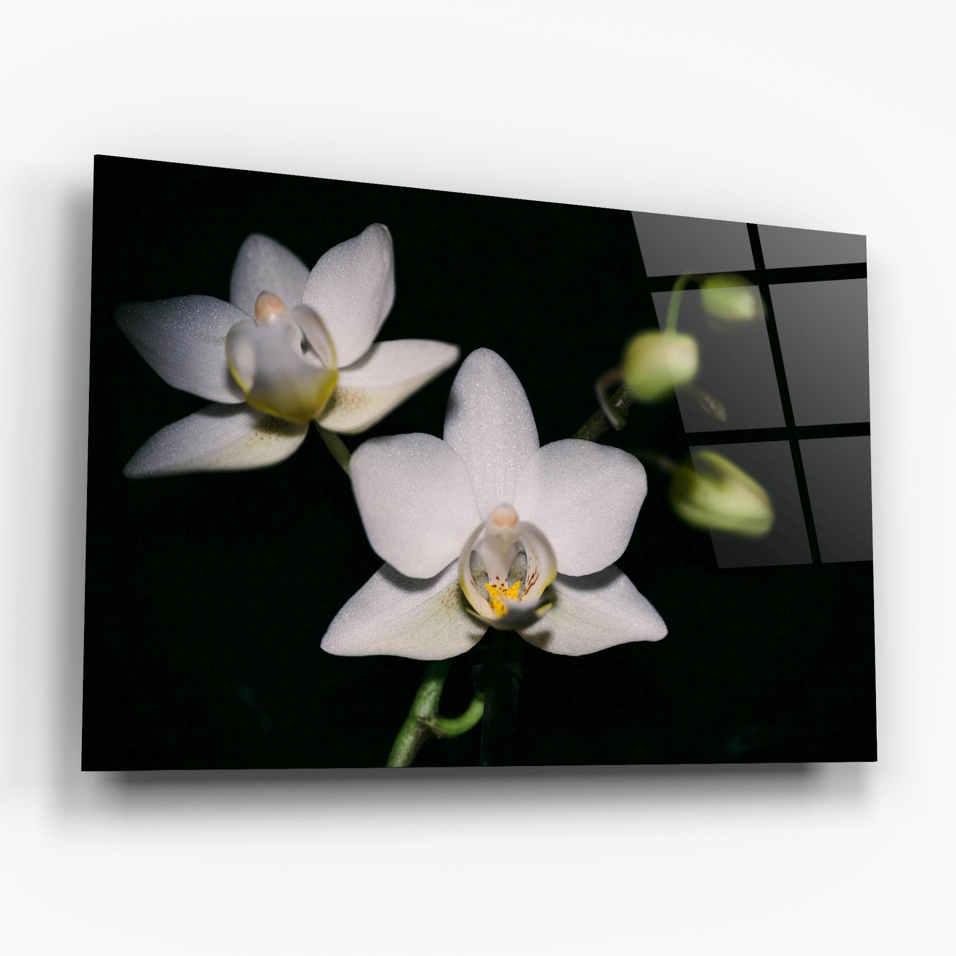 Glasbild Orchids On Black mockup 6
