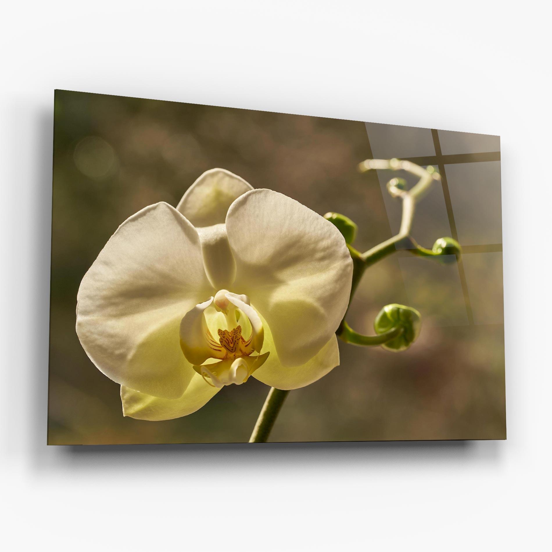 Glasbild Pastel Yellow Orchid In Garden mockup 6