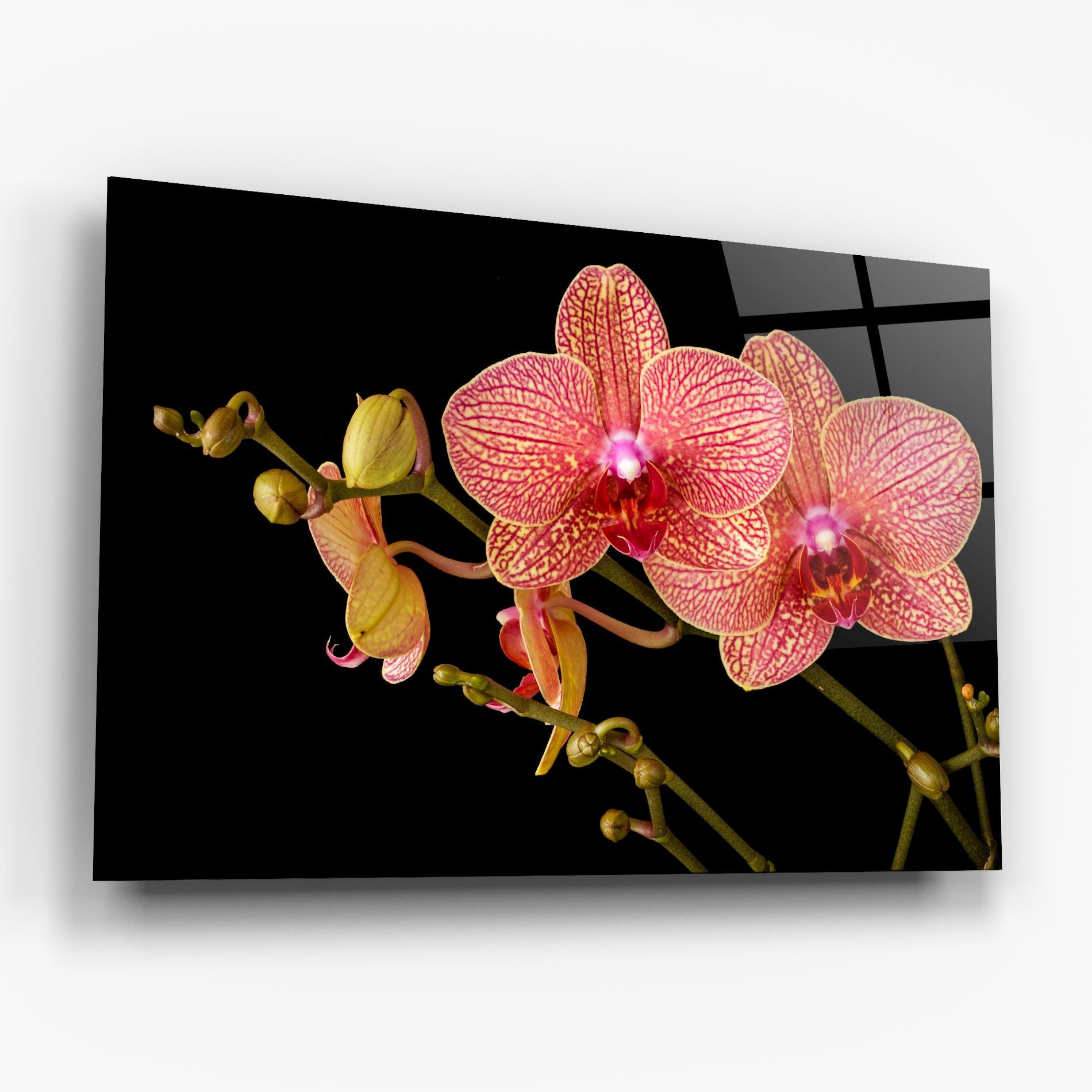Glasbild Pink Orchids On Black mockup 6