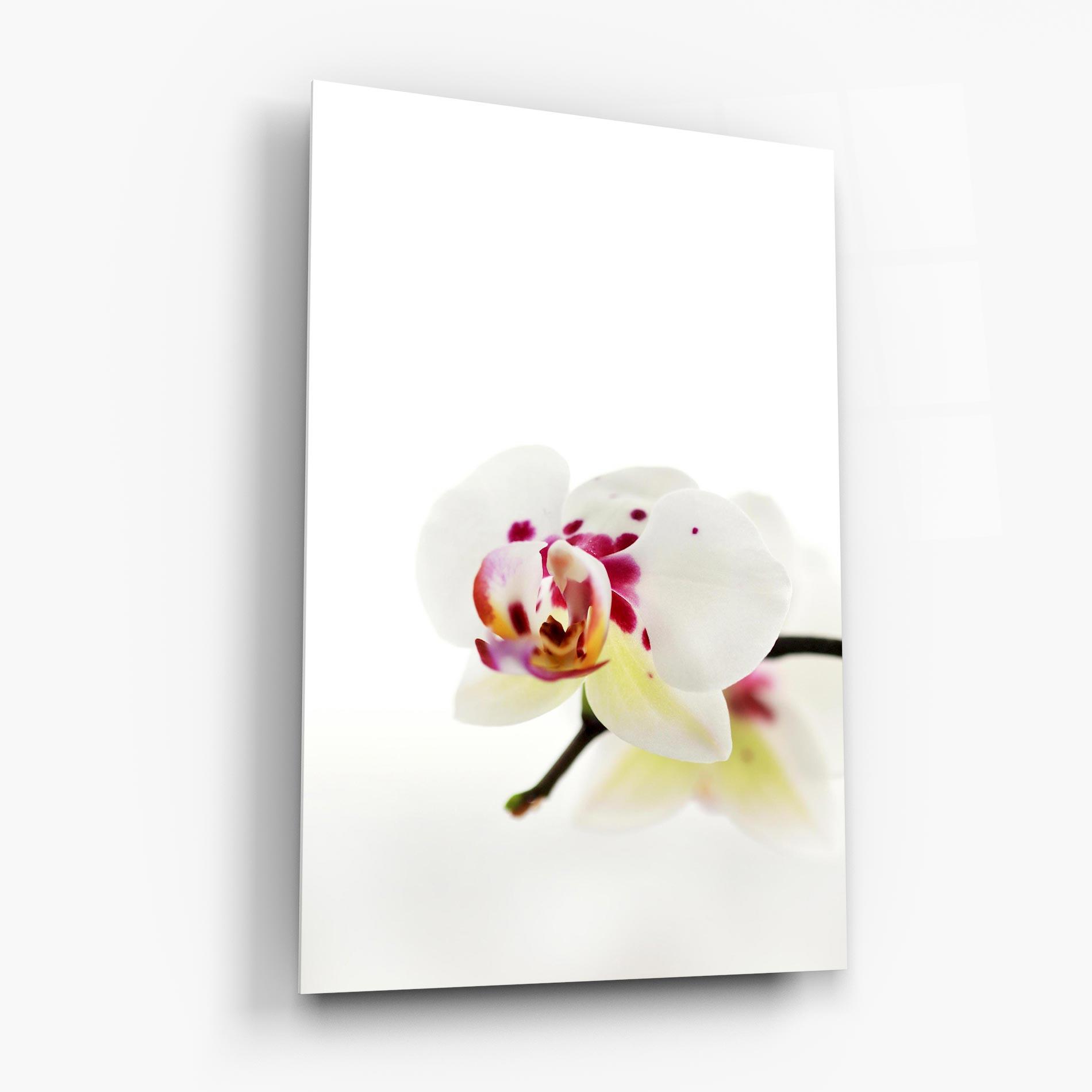 Glasbild Clean White Orchid mockup 6