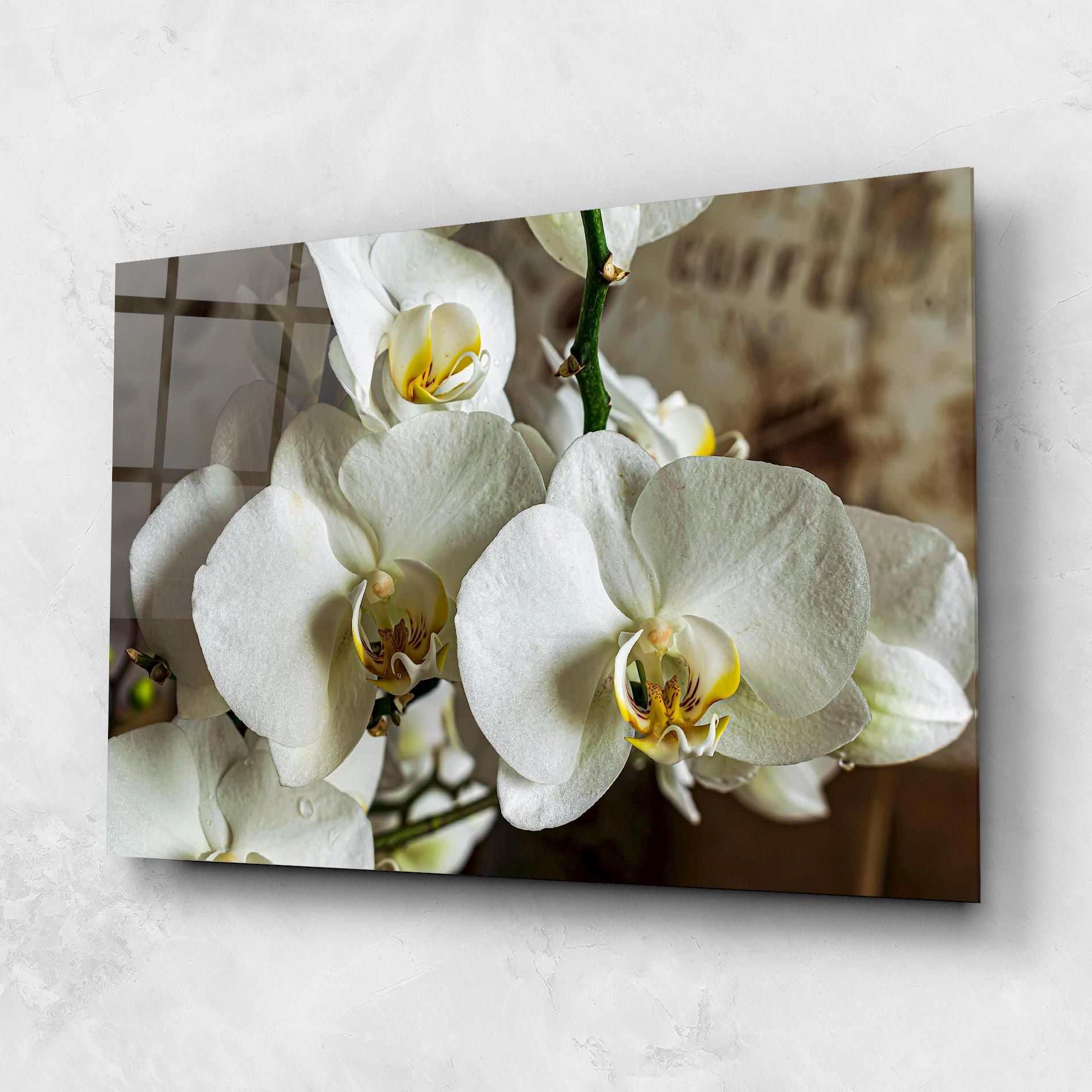Beautiful White Orchids mockup 1