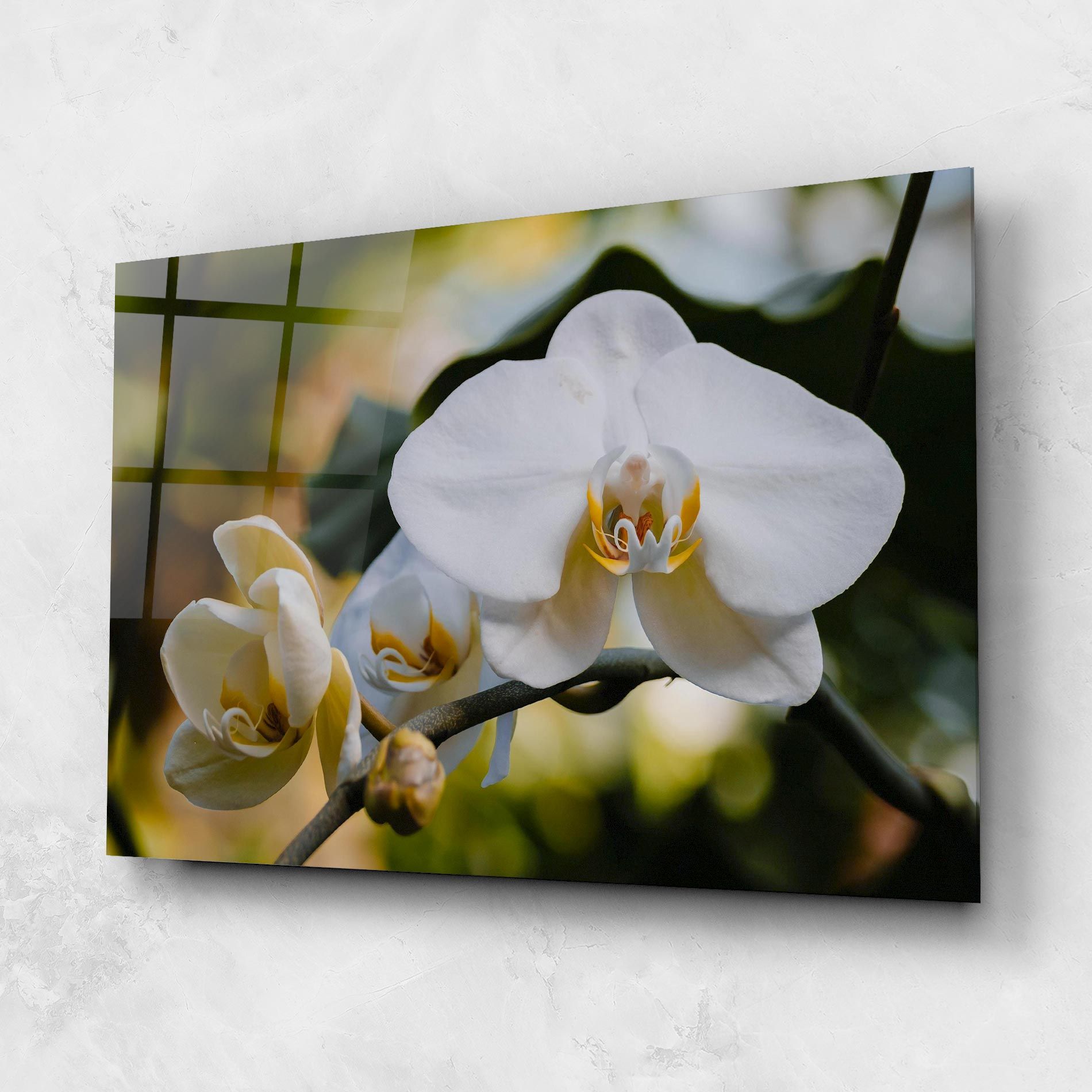 Cream Orchid In Nature mockup 1