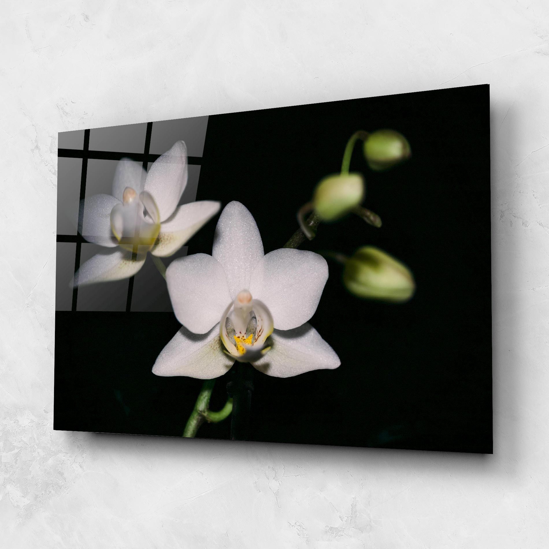 Orchids On Black mockup 1