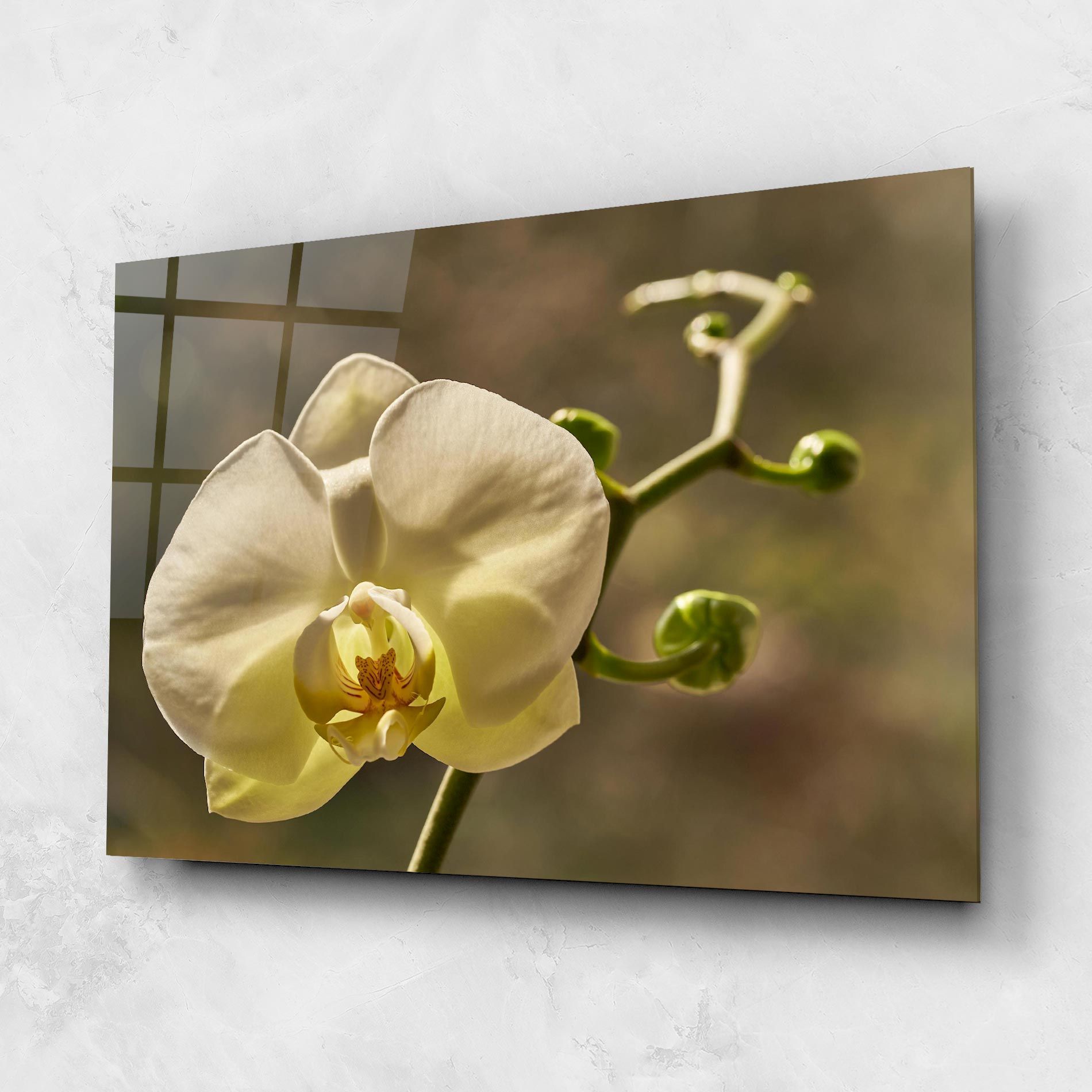 Pastel Yellow Orchid In Garden mockup 1