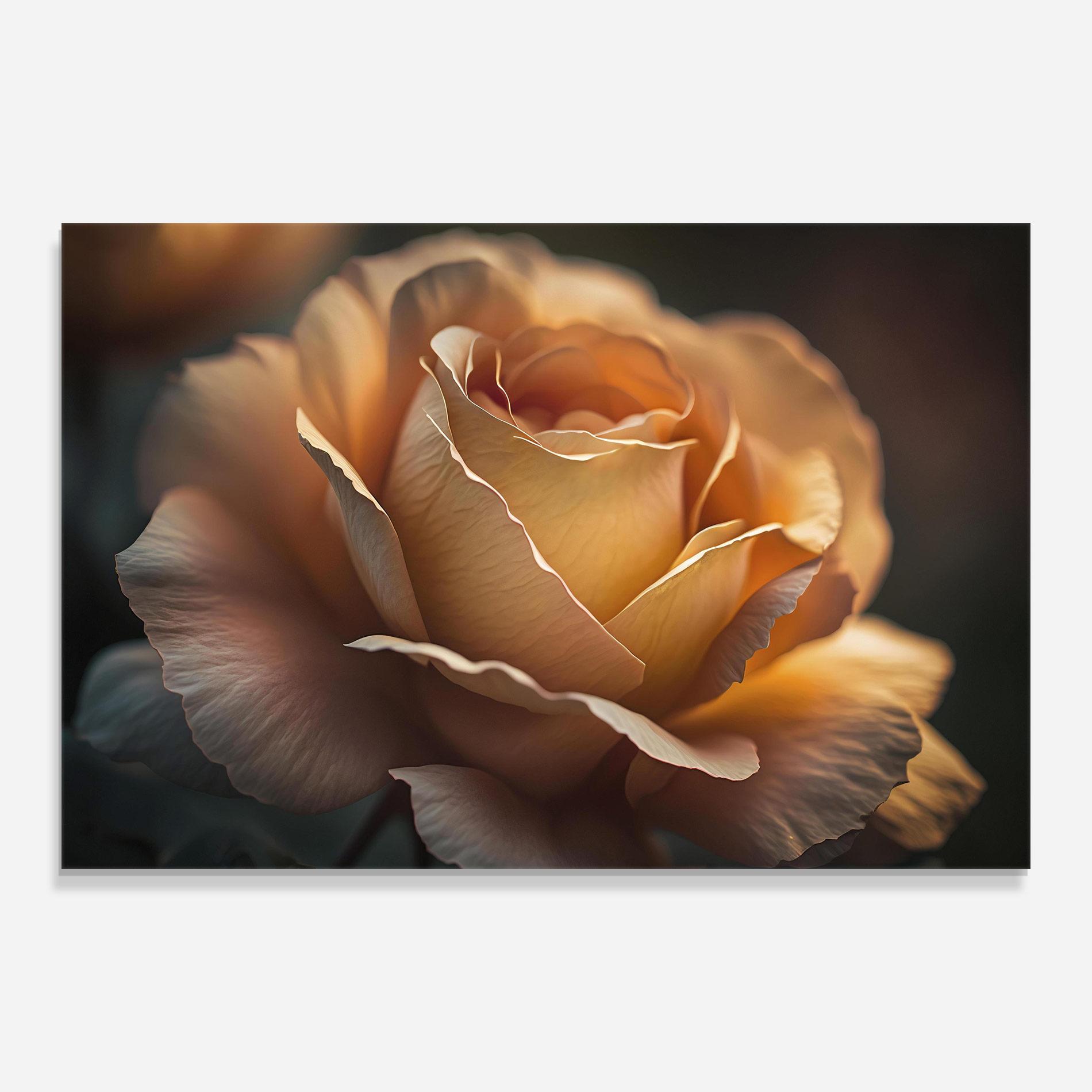 Glasbild Light Orange Rose Close Up mockup 0