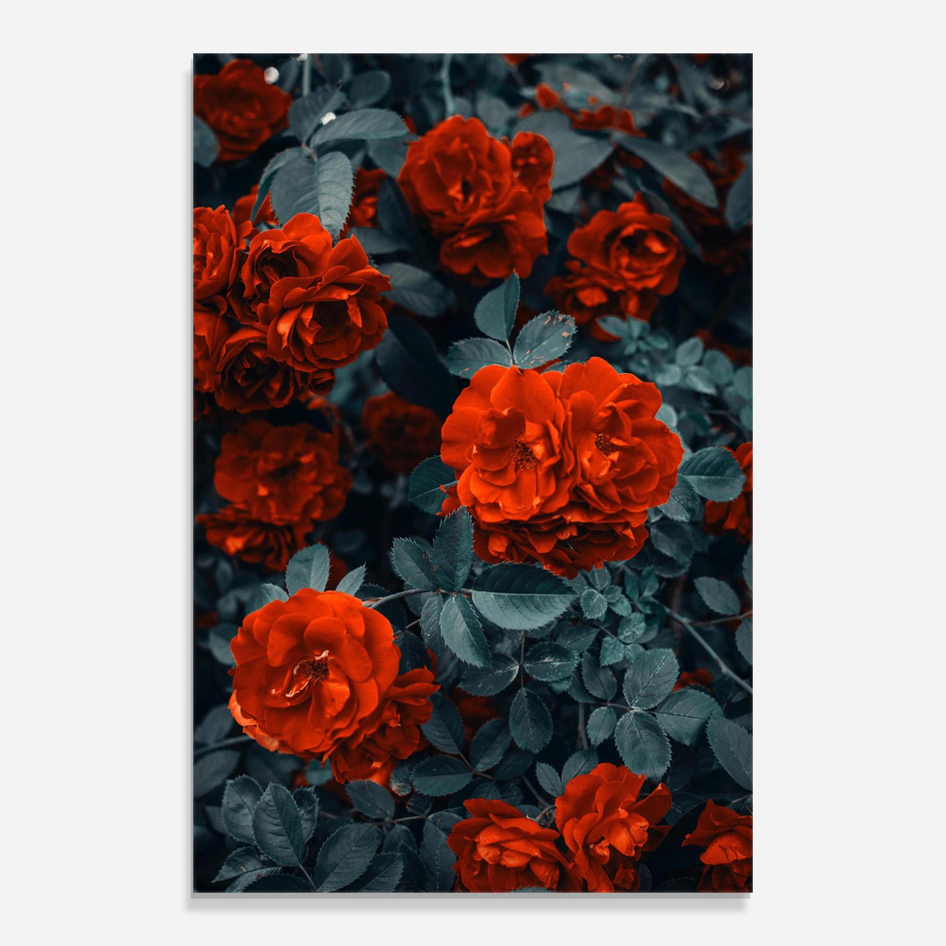 Glasbild Bright Red Rose mockup 0