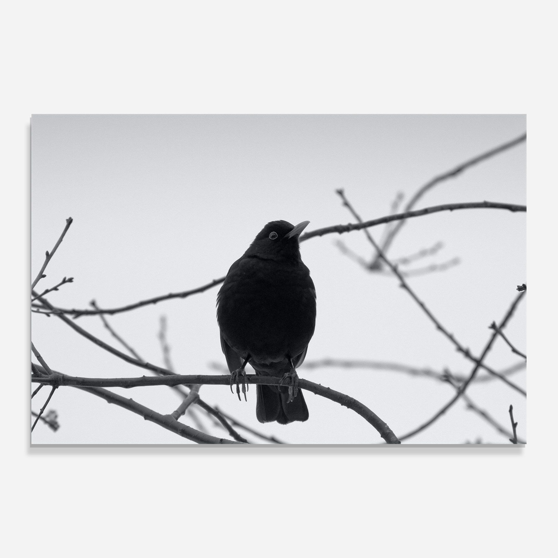 Black Bird mockup 0
