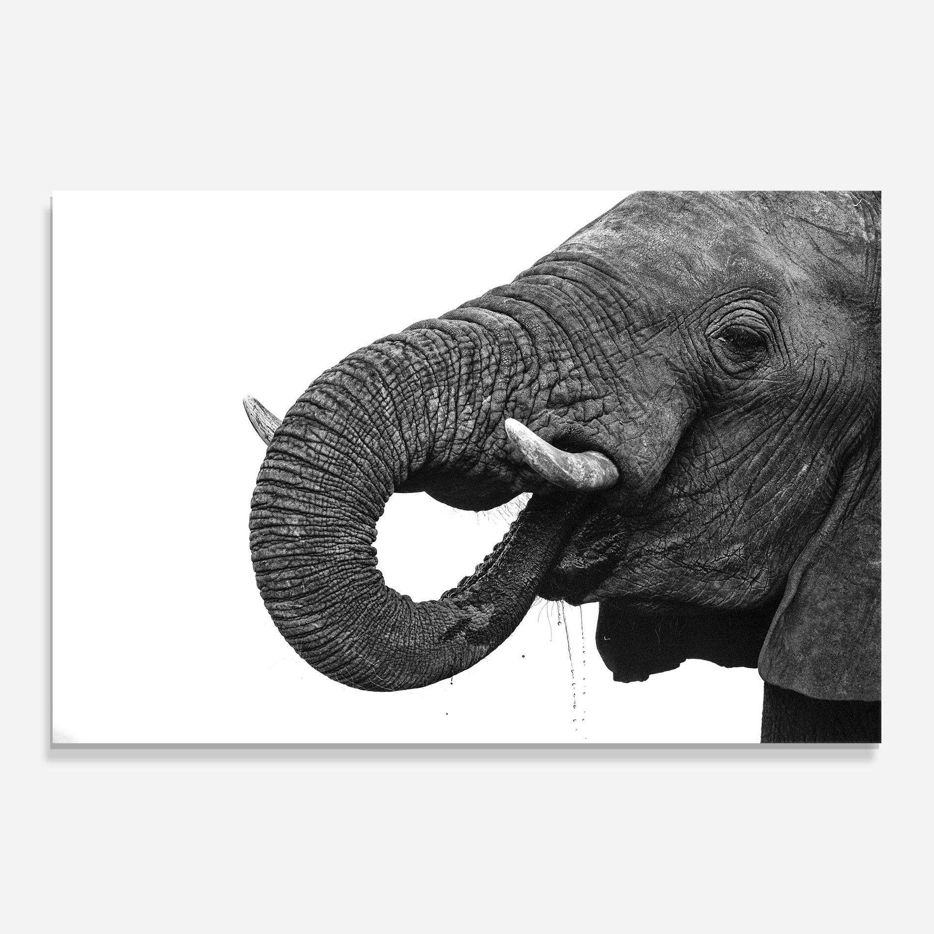 Glasbild Elephant Drinking mockup 0