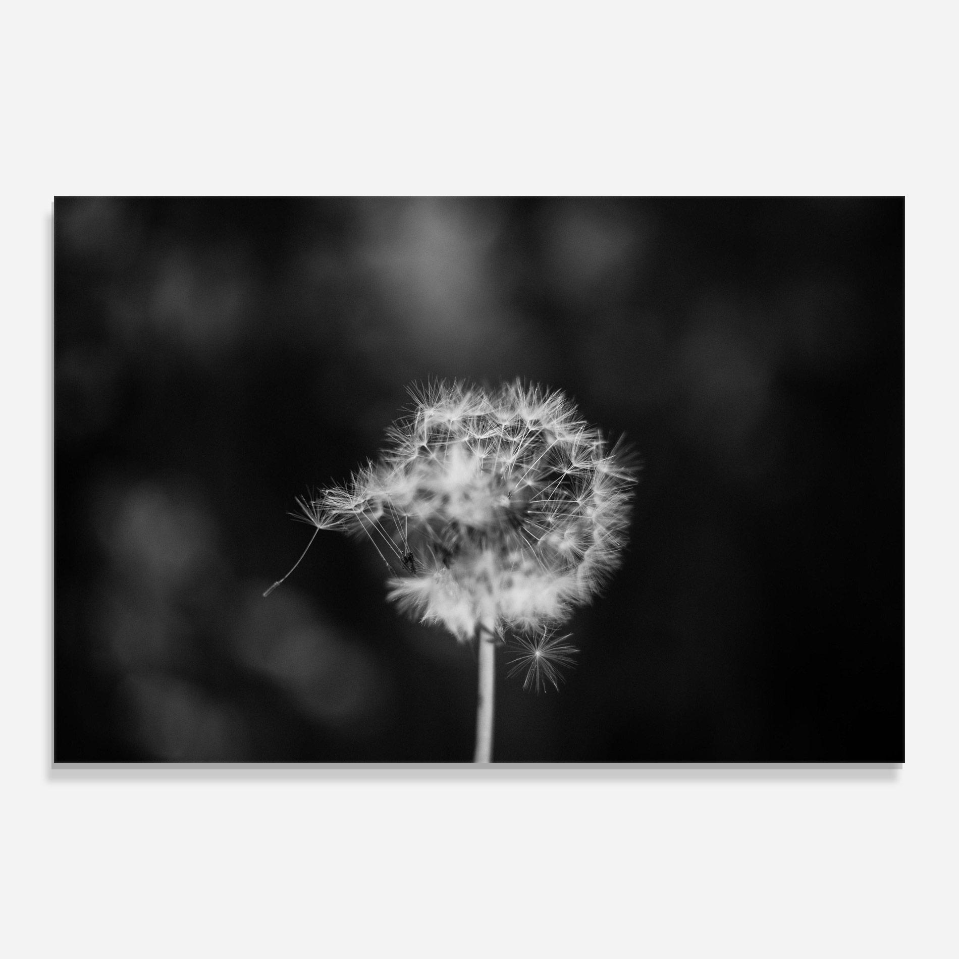 Glasbild Grey Dandelion mockup 0
