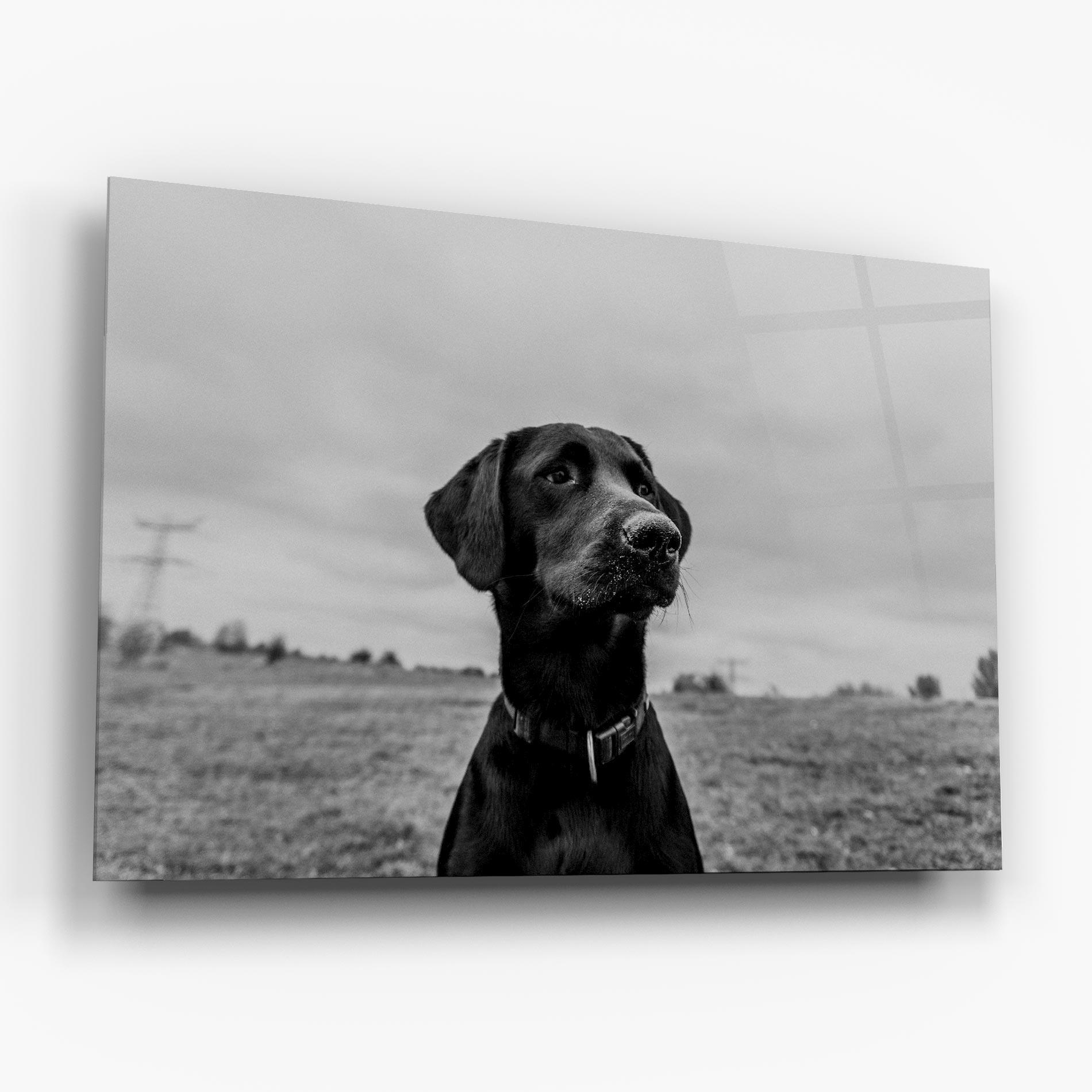 Glasbild Black Dog mockup 6