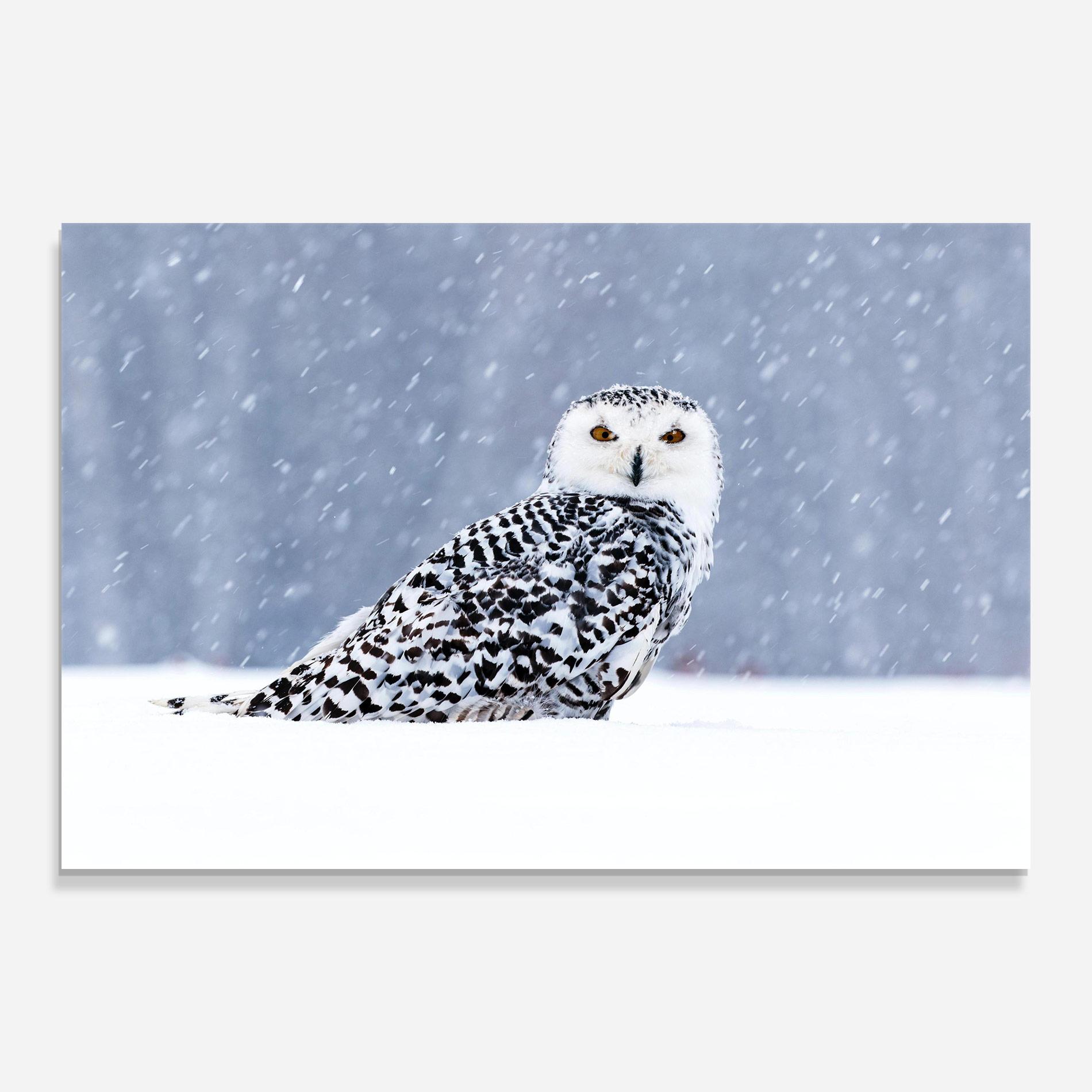 Glasbild Snow Owl mockup 0