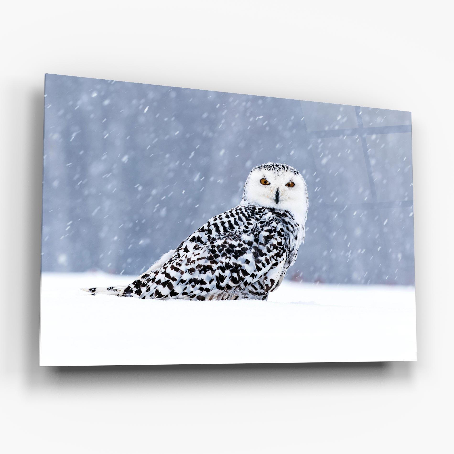 Glasbild Snow Owl mockup 6