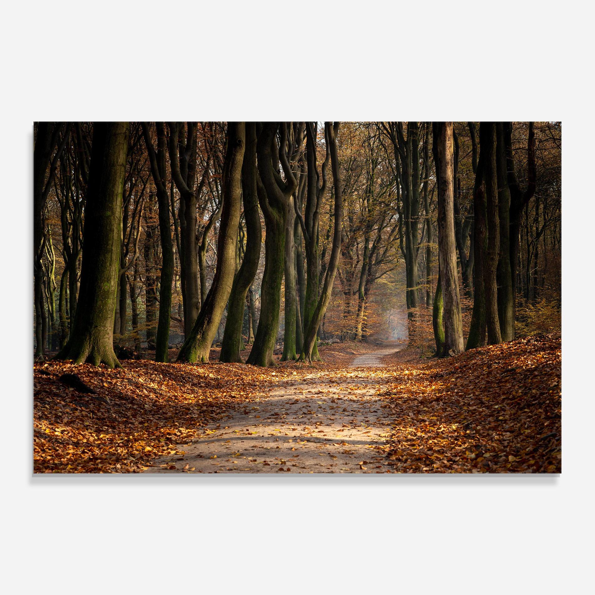 Glasbild Autumn Path Forest mockup 0