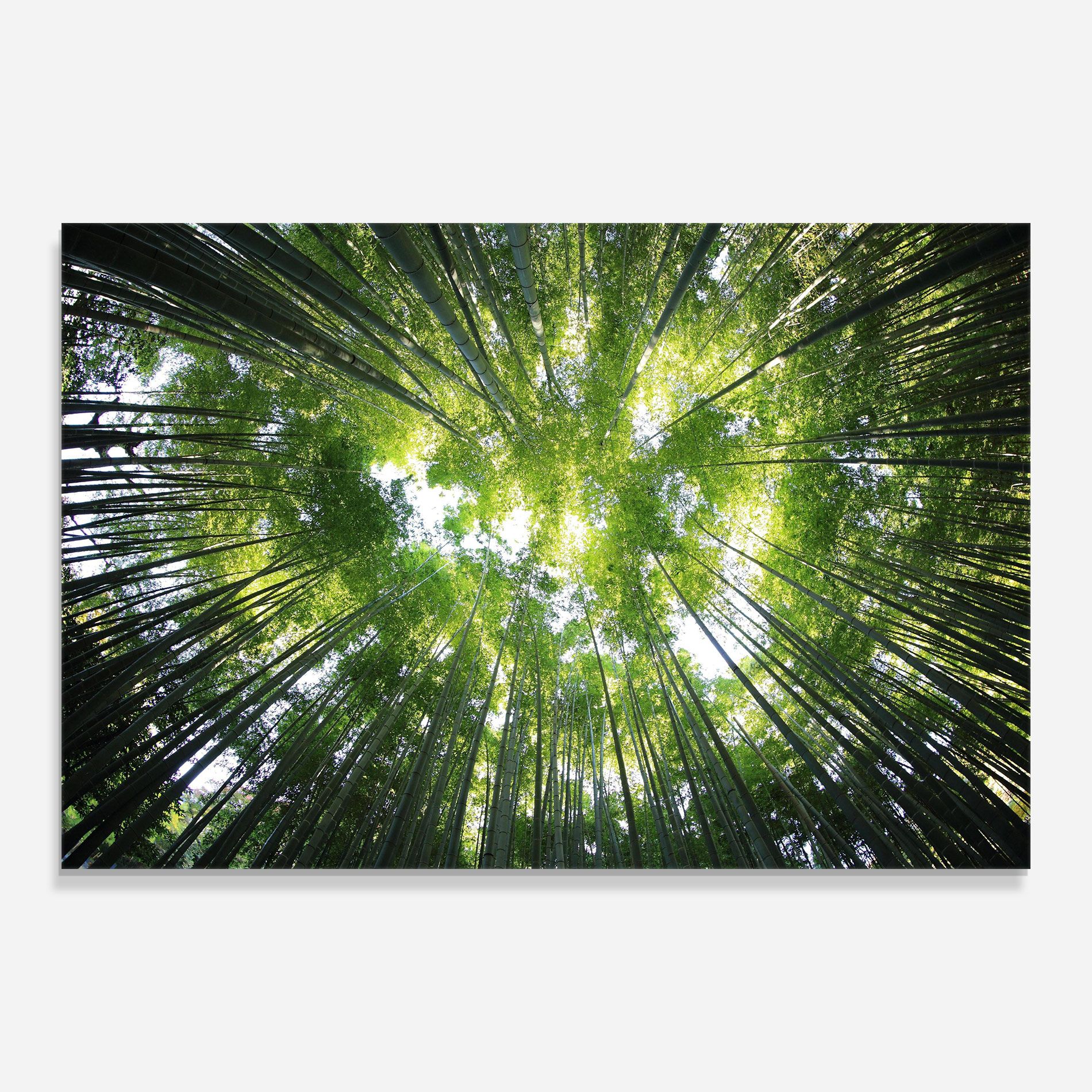 Big Trees Morning mockup 0