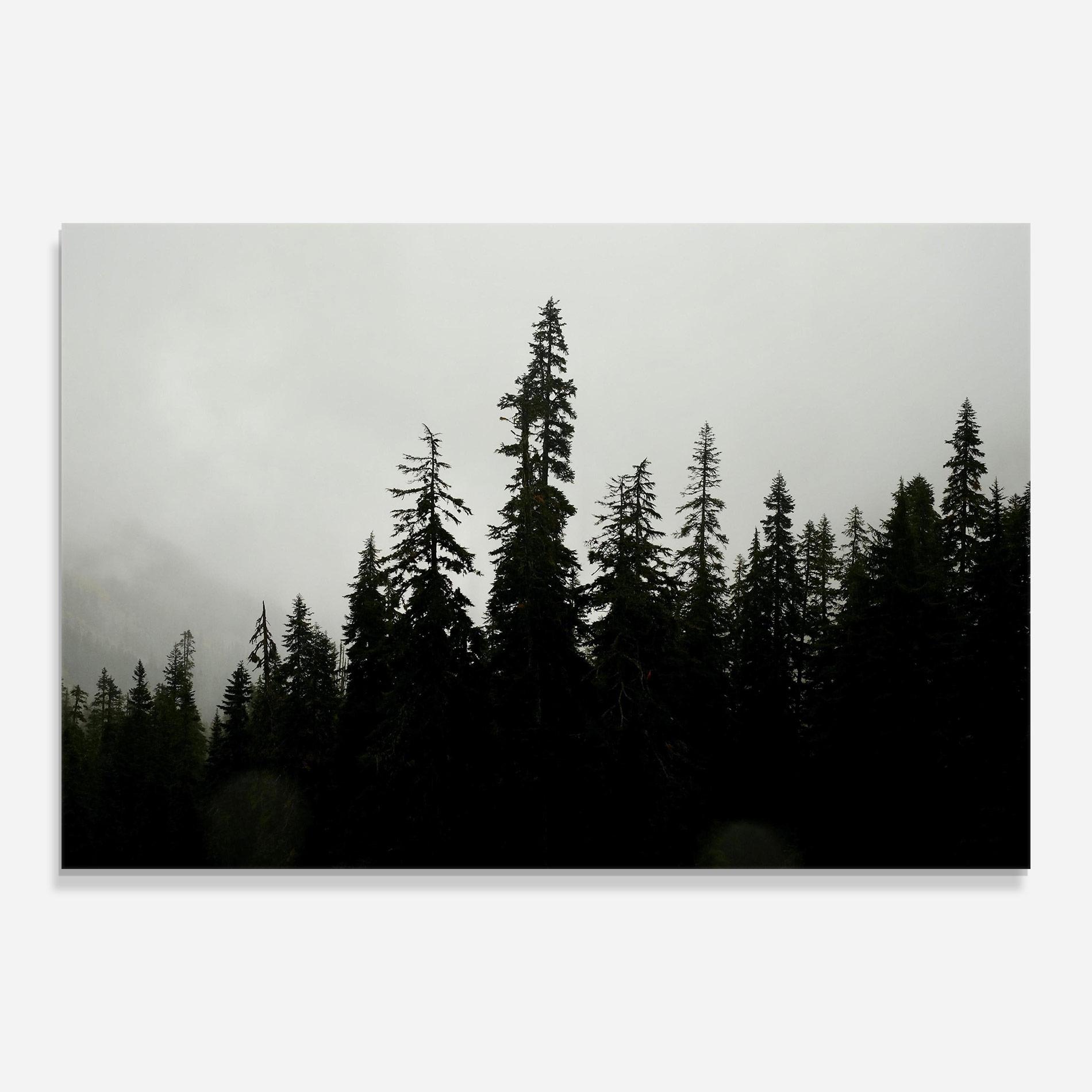 Glasbild Black Tree Forest mockup 0