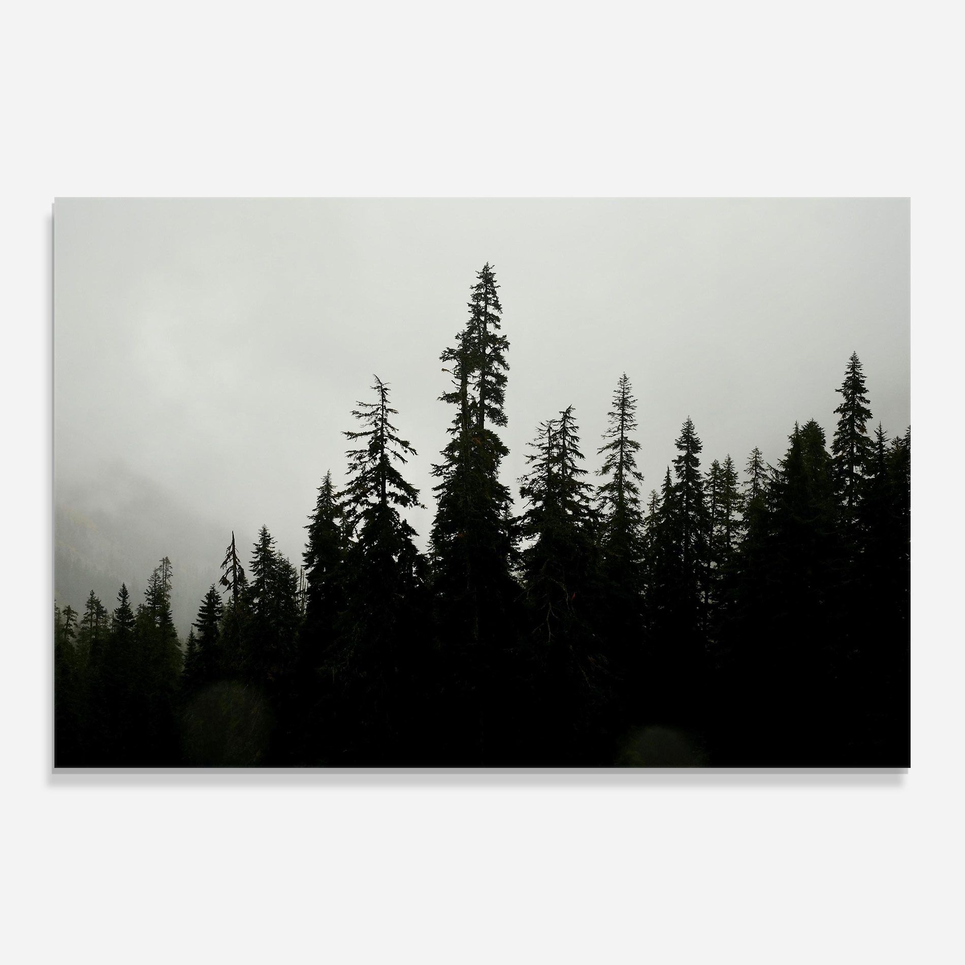 Black Tree Forest mockup 0