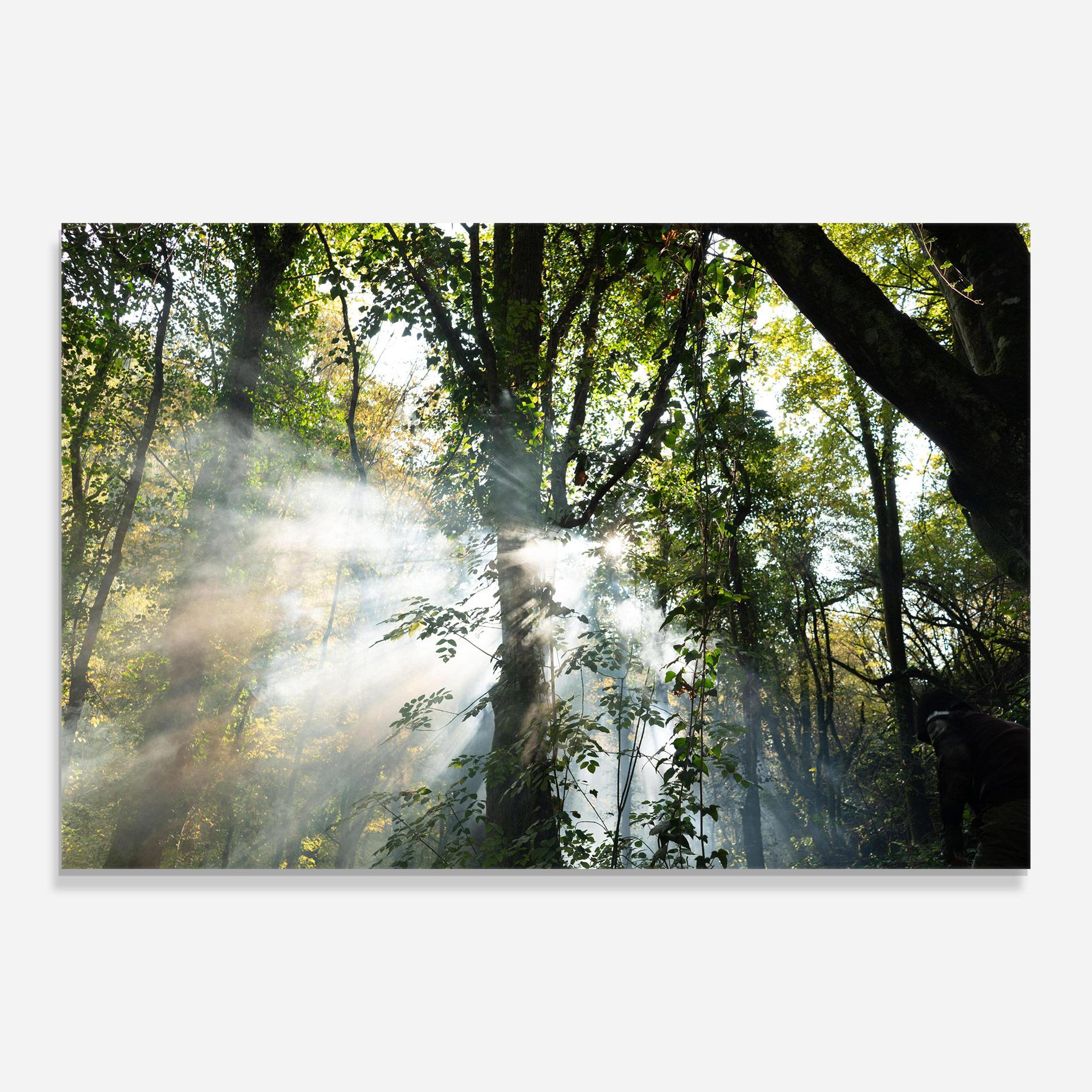 Glasbild Foggy Light Forest mockup 0