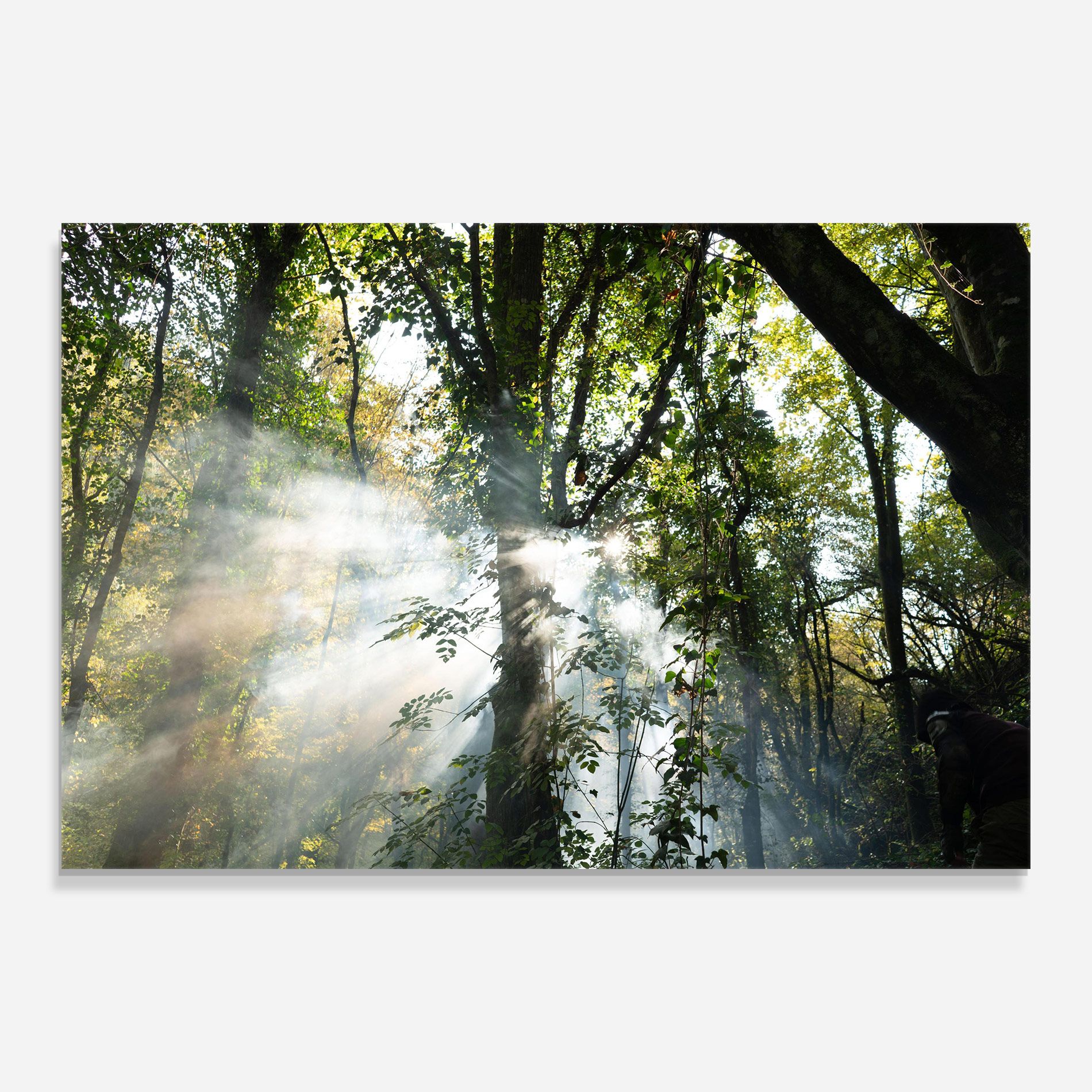 Foggy Light Forest mockup 0