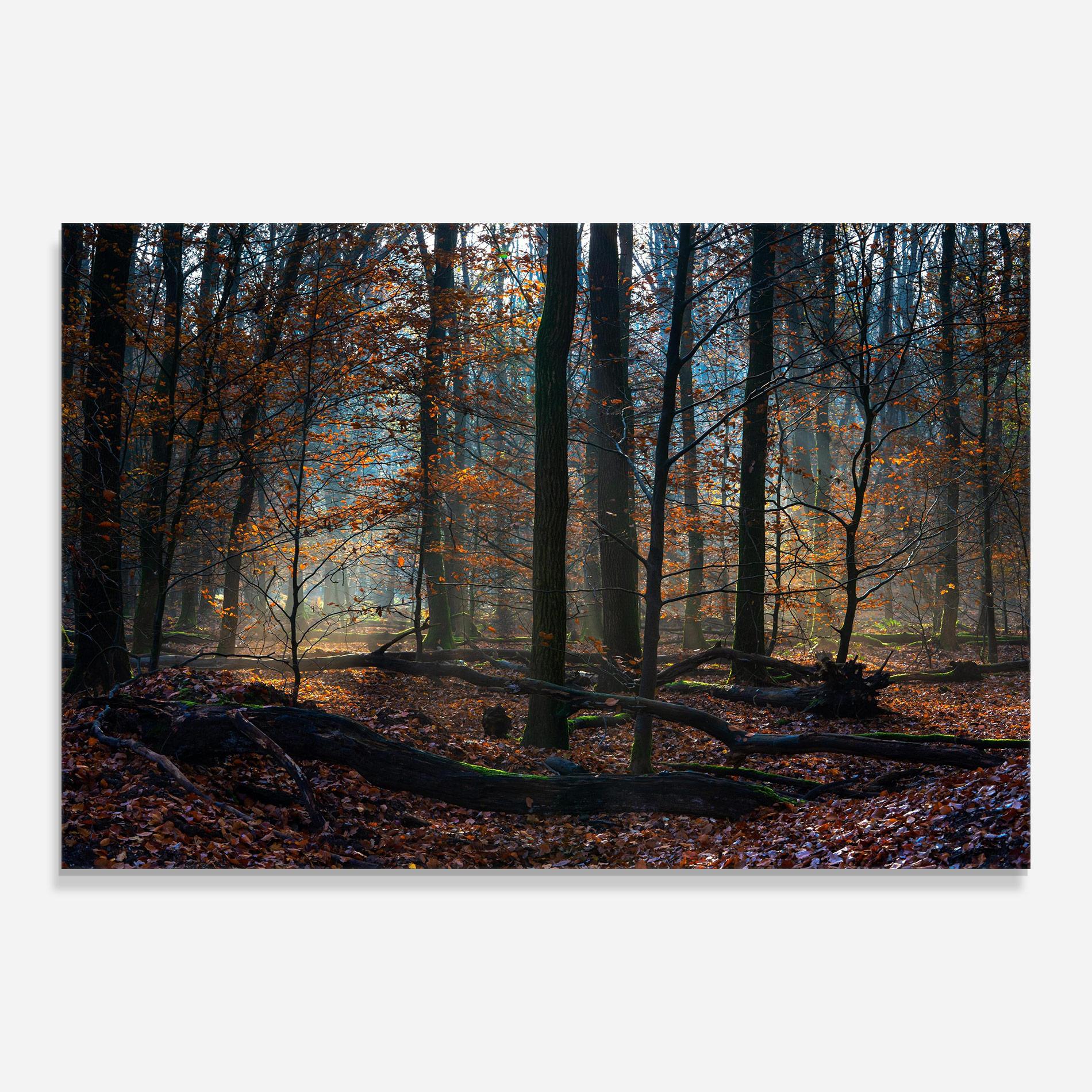 Glasbild Forest Autumn Day mockup 0