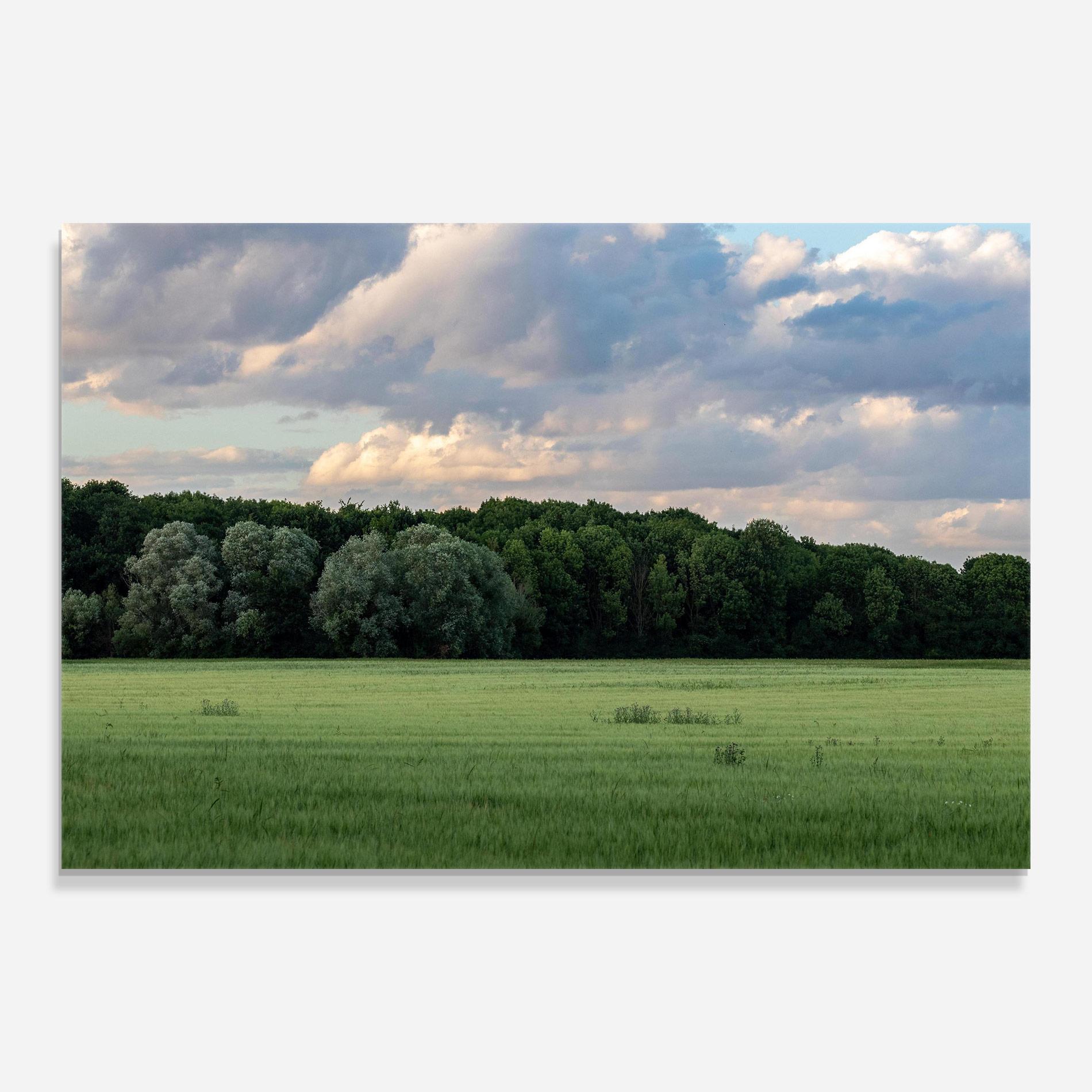 Glasbild Forest Field mockup 0