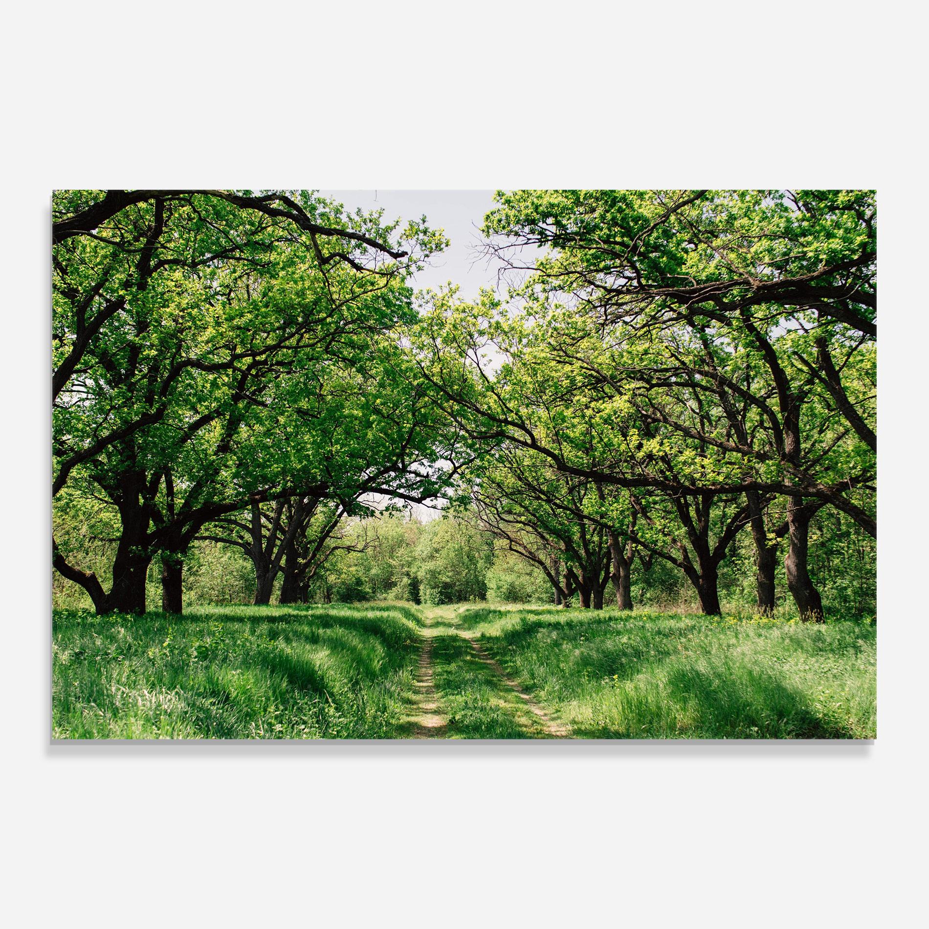 Glasbild Forest Green Path mockup 0