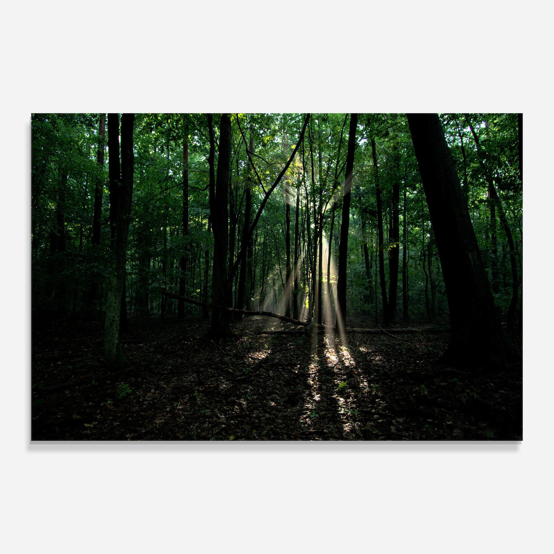 Glasbild Forest Sun Light mockup 0