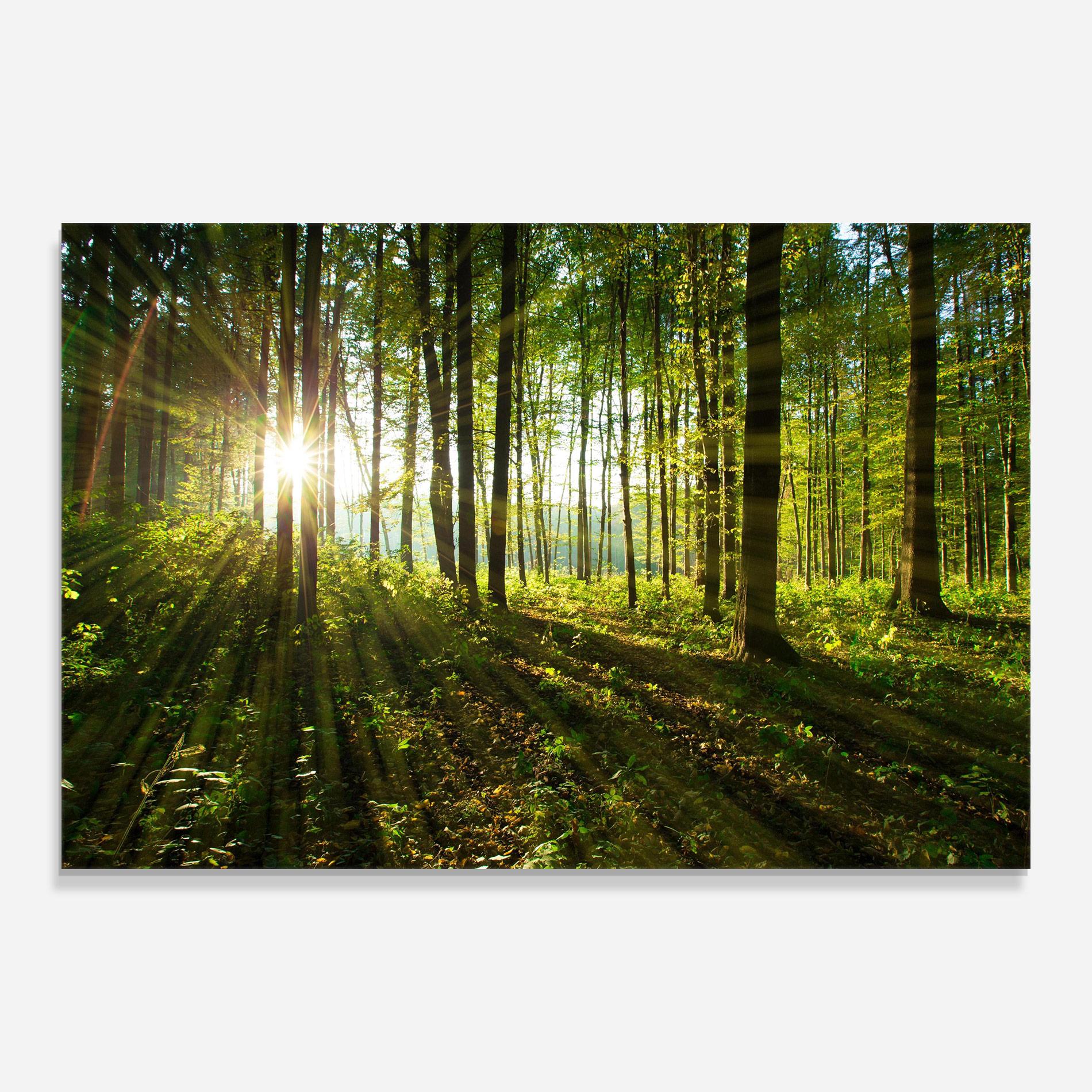 Glasbild Green Light Forest mockup 0