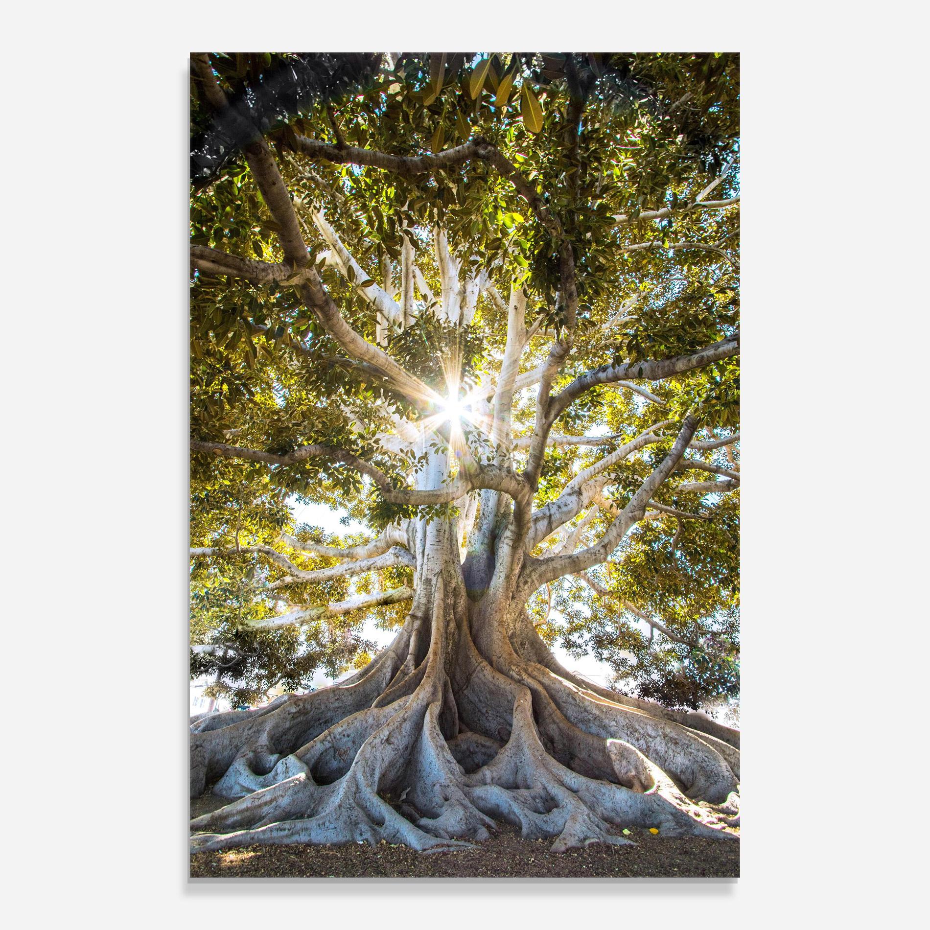 Glasbild Big Old Tree mockup 0