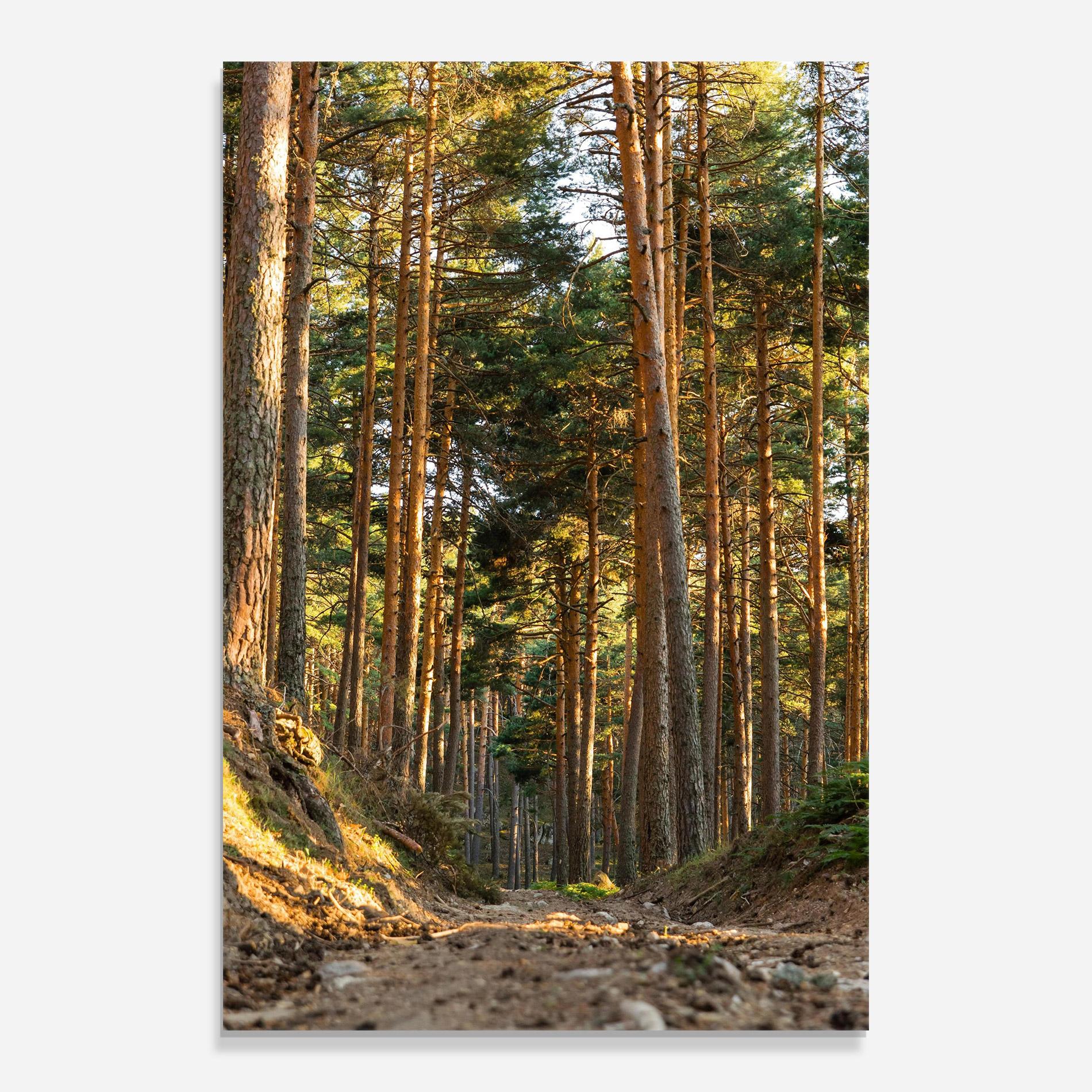 Glasbild Big Trees Forest mockup 0