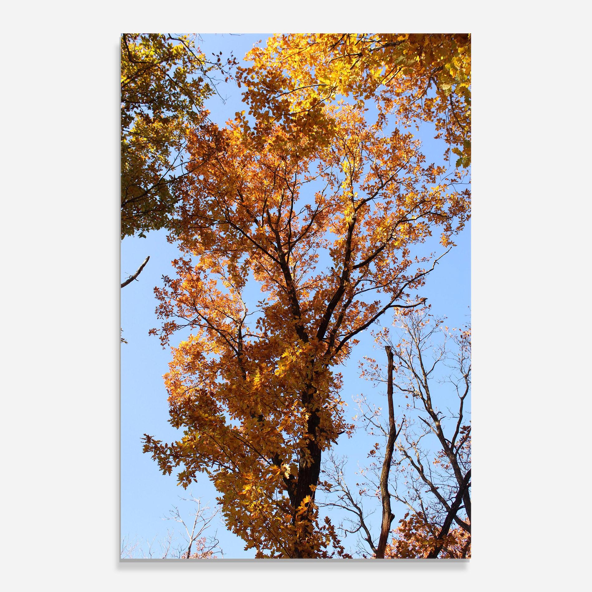 Glasbild Yellow Tree Forest mockup 0