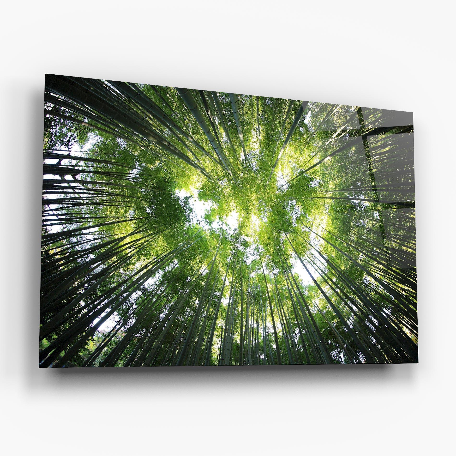 Glasbild Big Trees Morning mockup 6