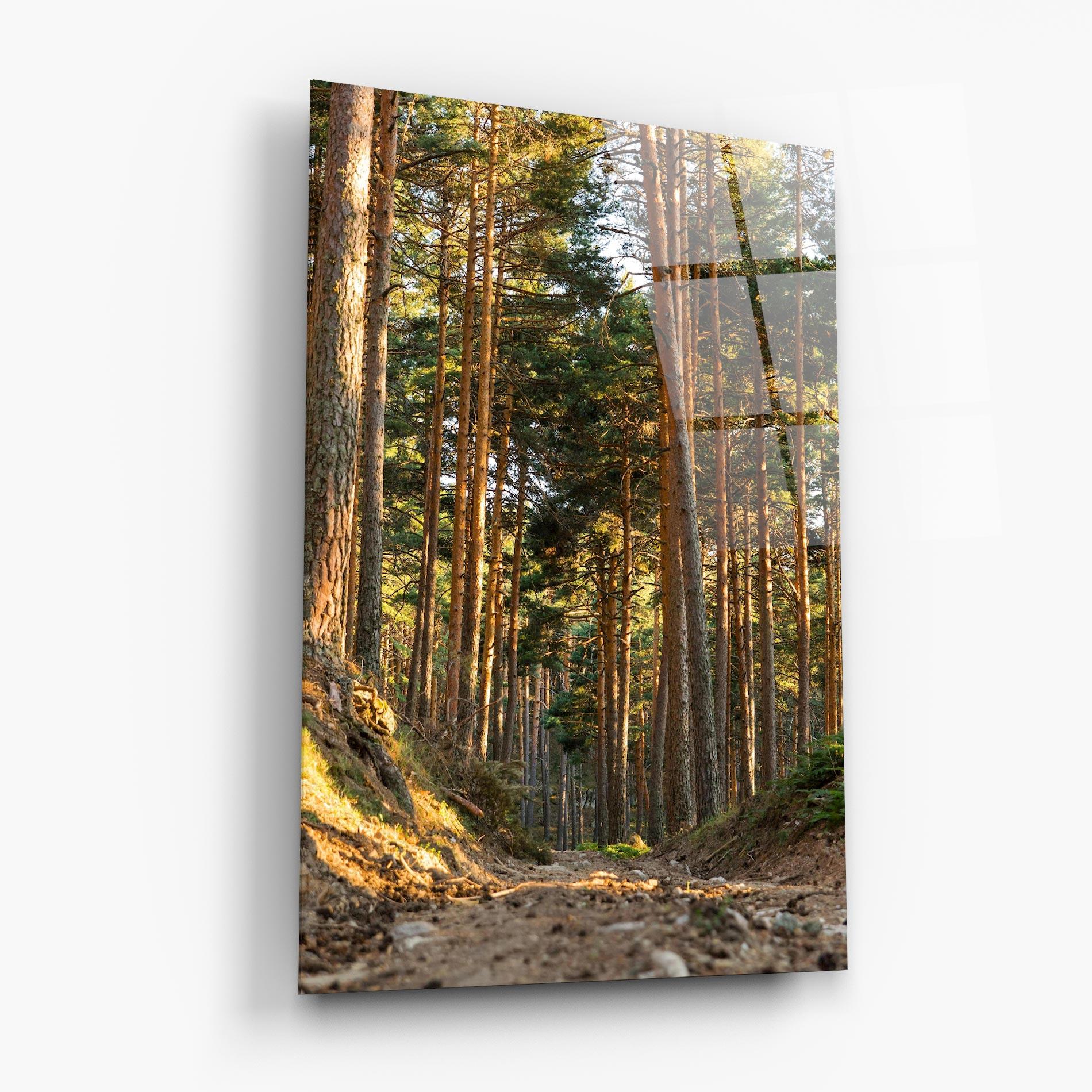Glasbild Big Trees Forest mockup 6