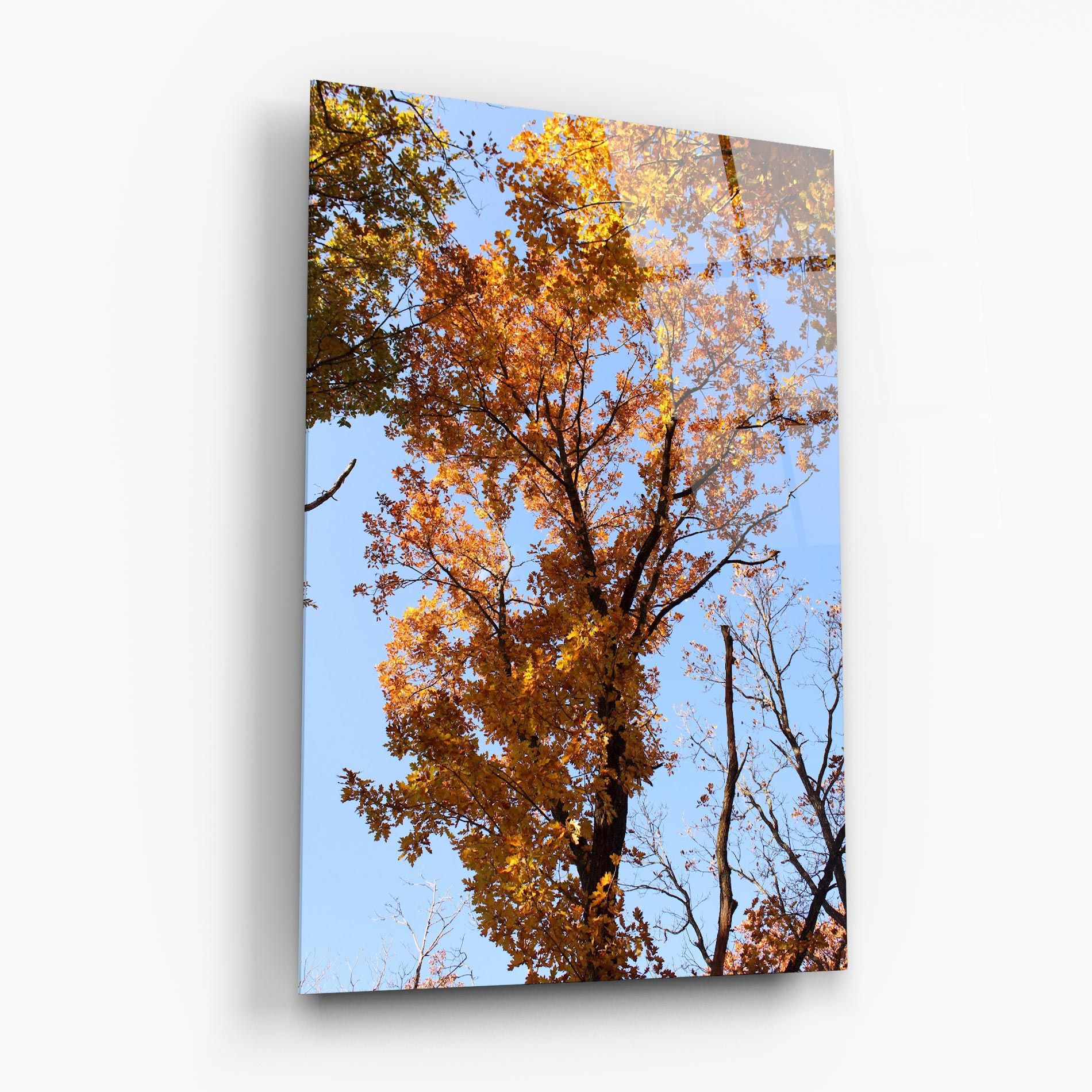 Yellow Tree Forest mockup 6