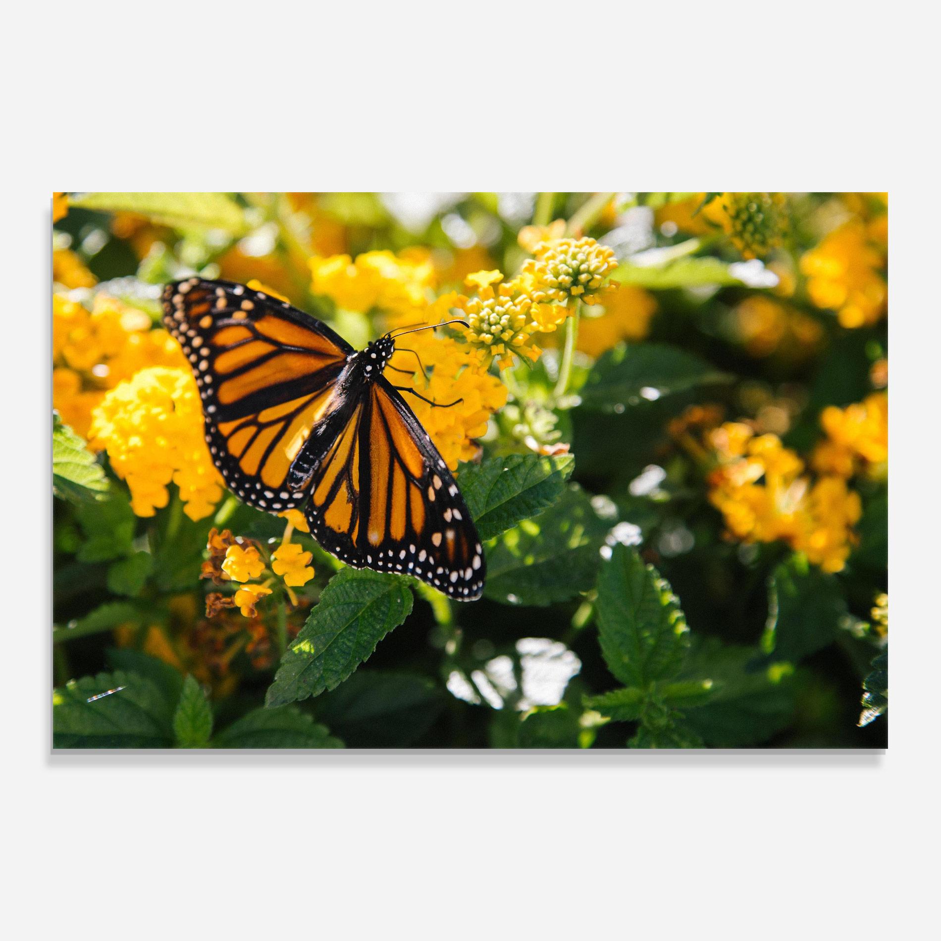 Glasbild Orange Spring Butterfly mockup 0