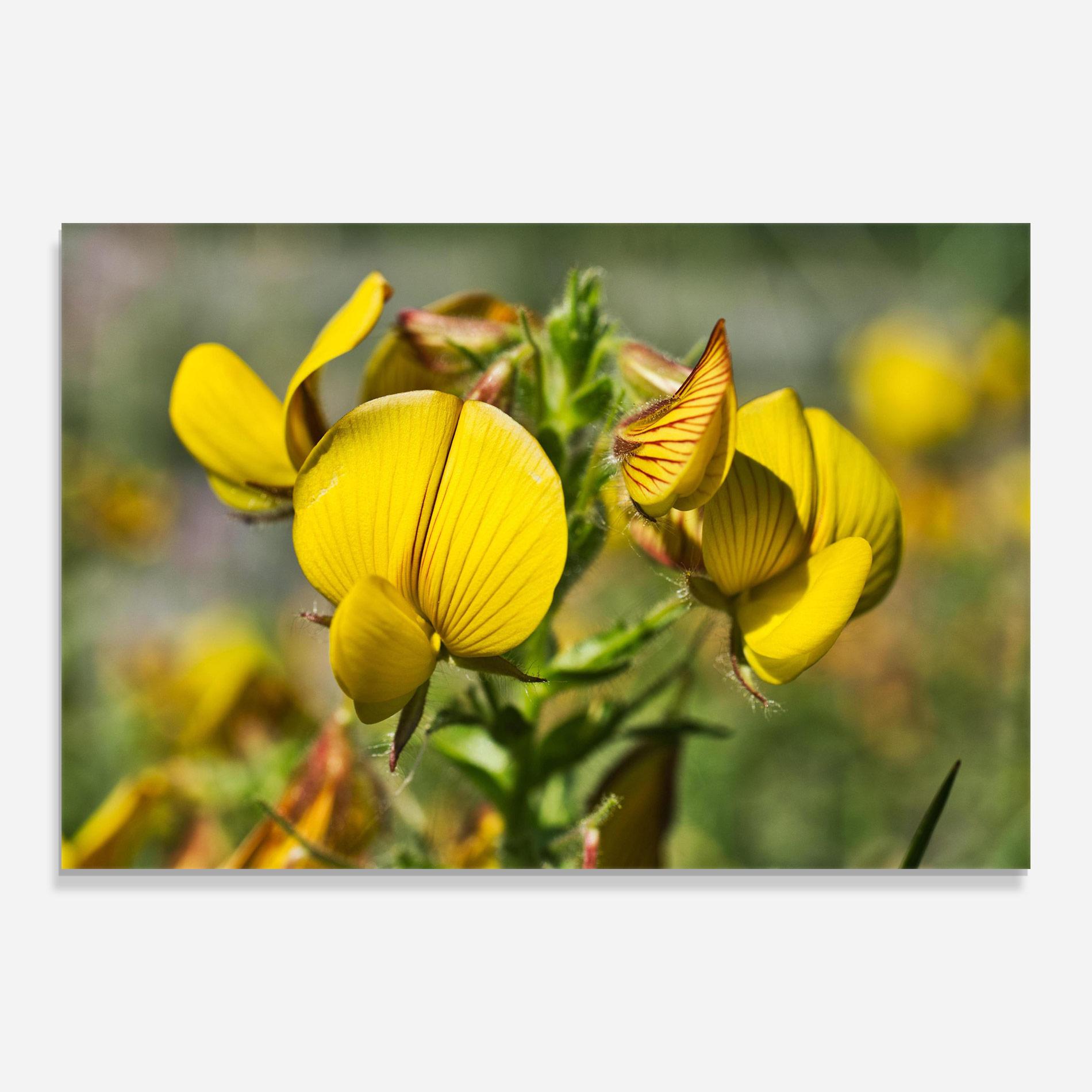 Glasbild Pretty Spring Yellow Flower mockup 0