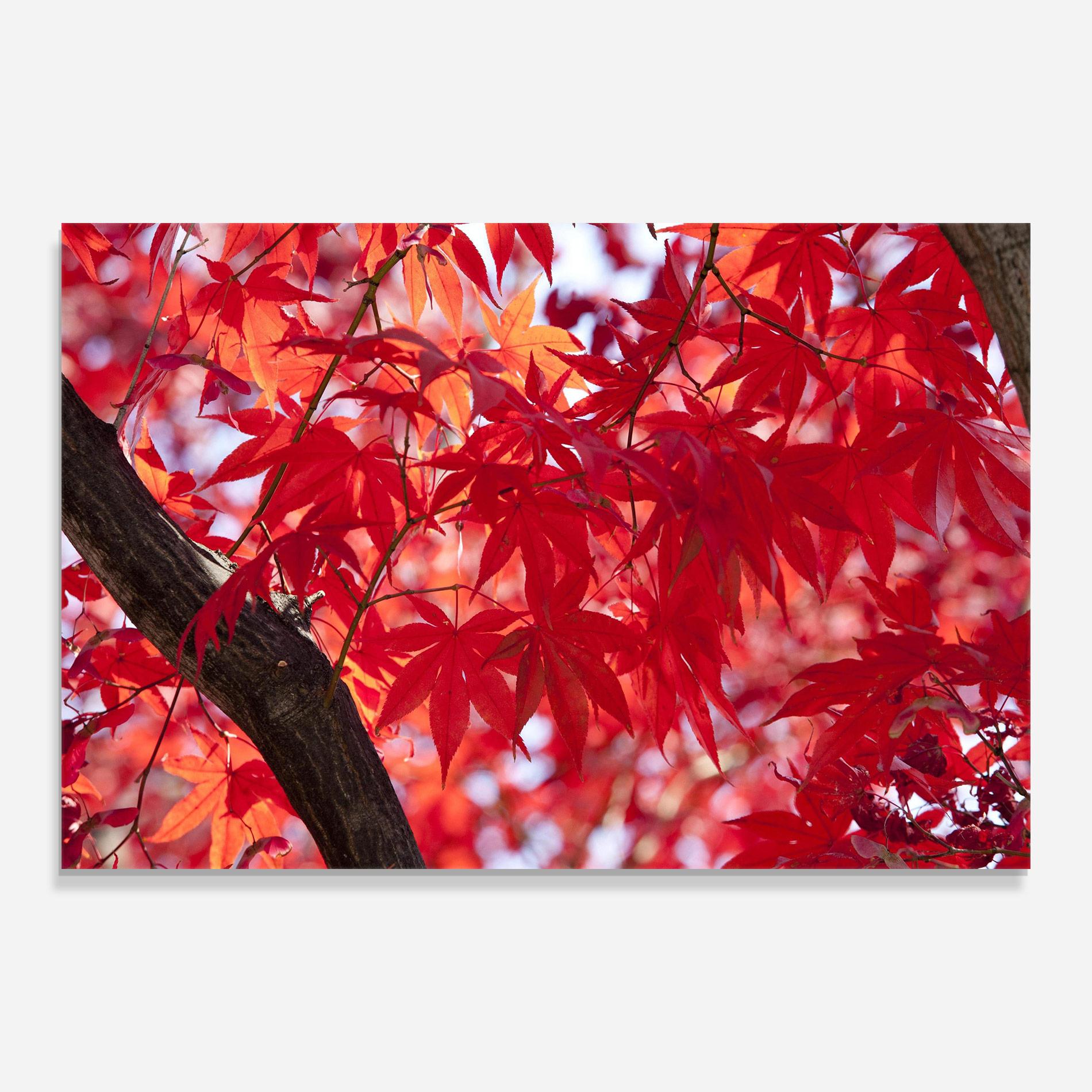 Glasbild Pretty Red Leaves mockup 0