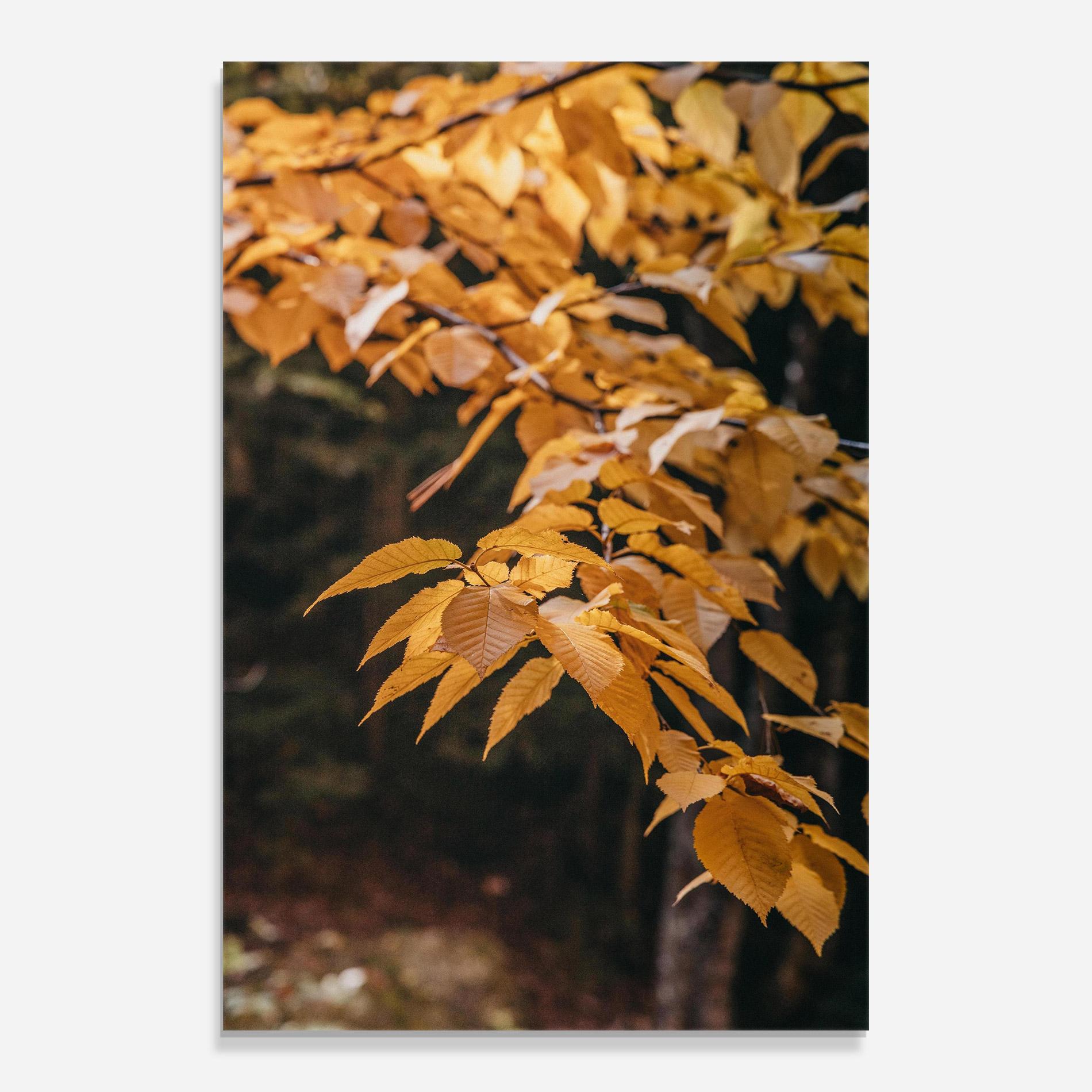 Glasbild Autumn Nature mockup 0