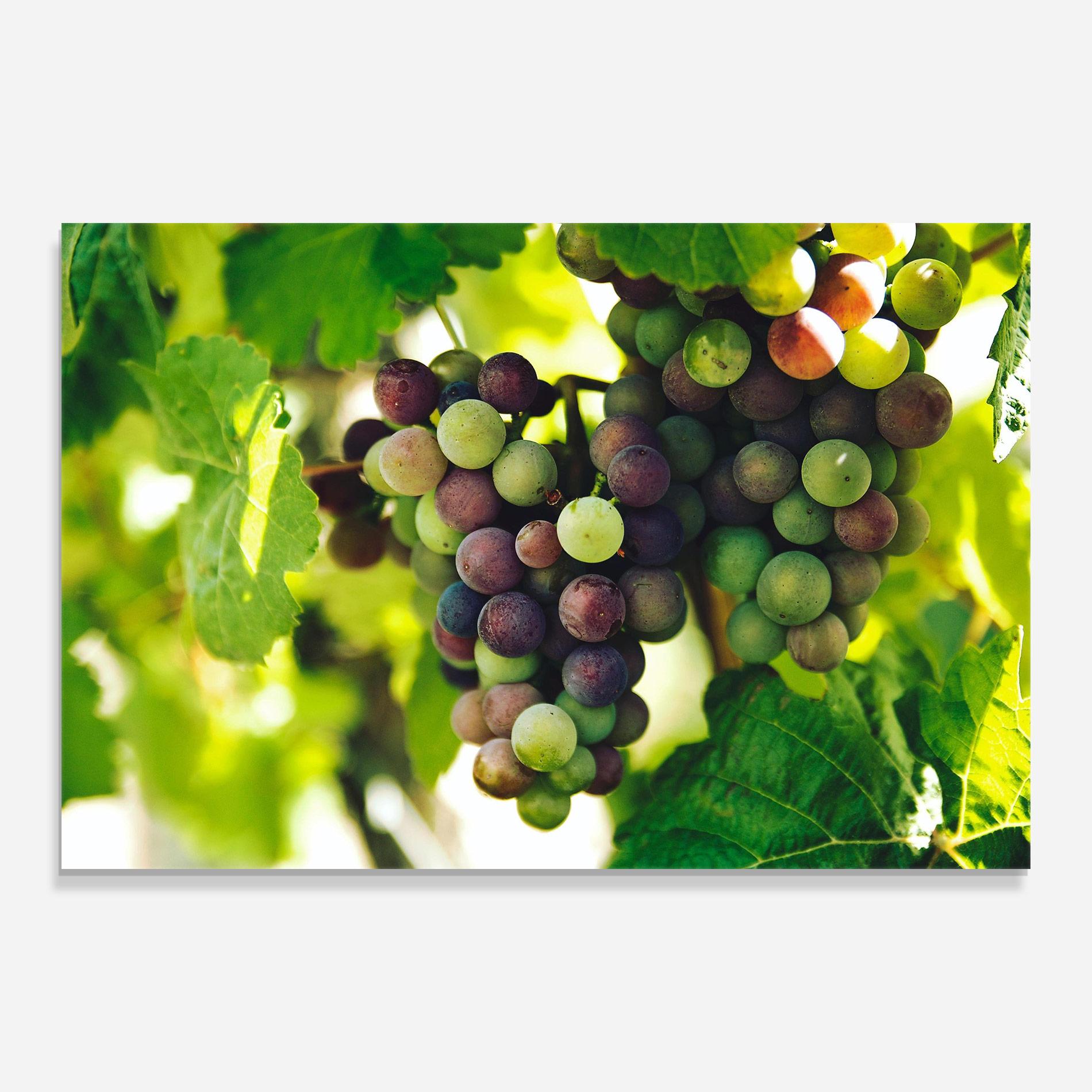 Glasbild Green Grapes mockup 0