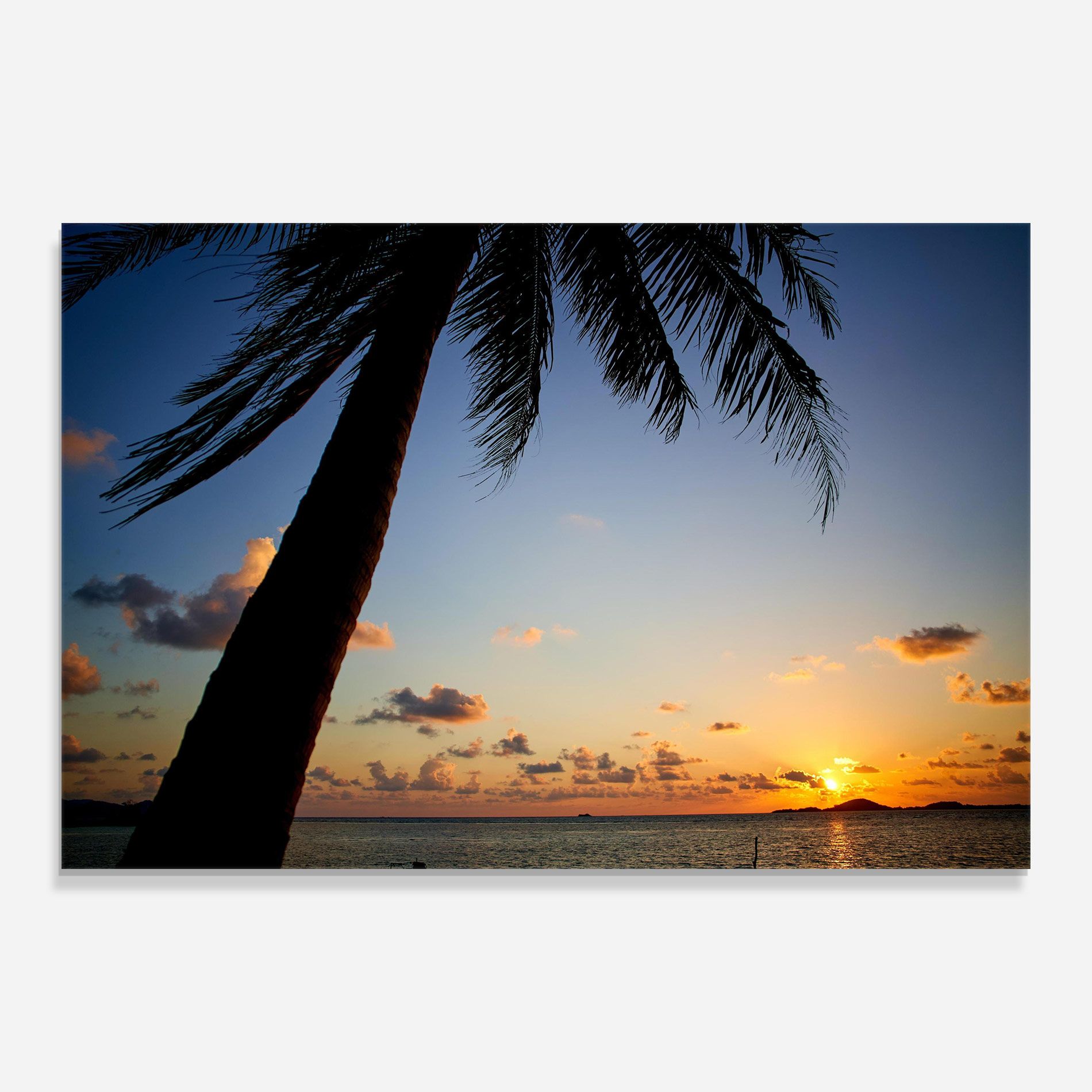 Palm Tree Silhouette mockup 0