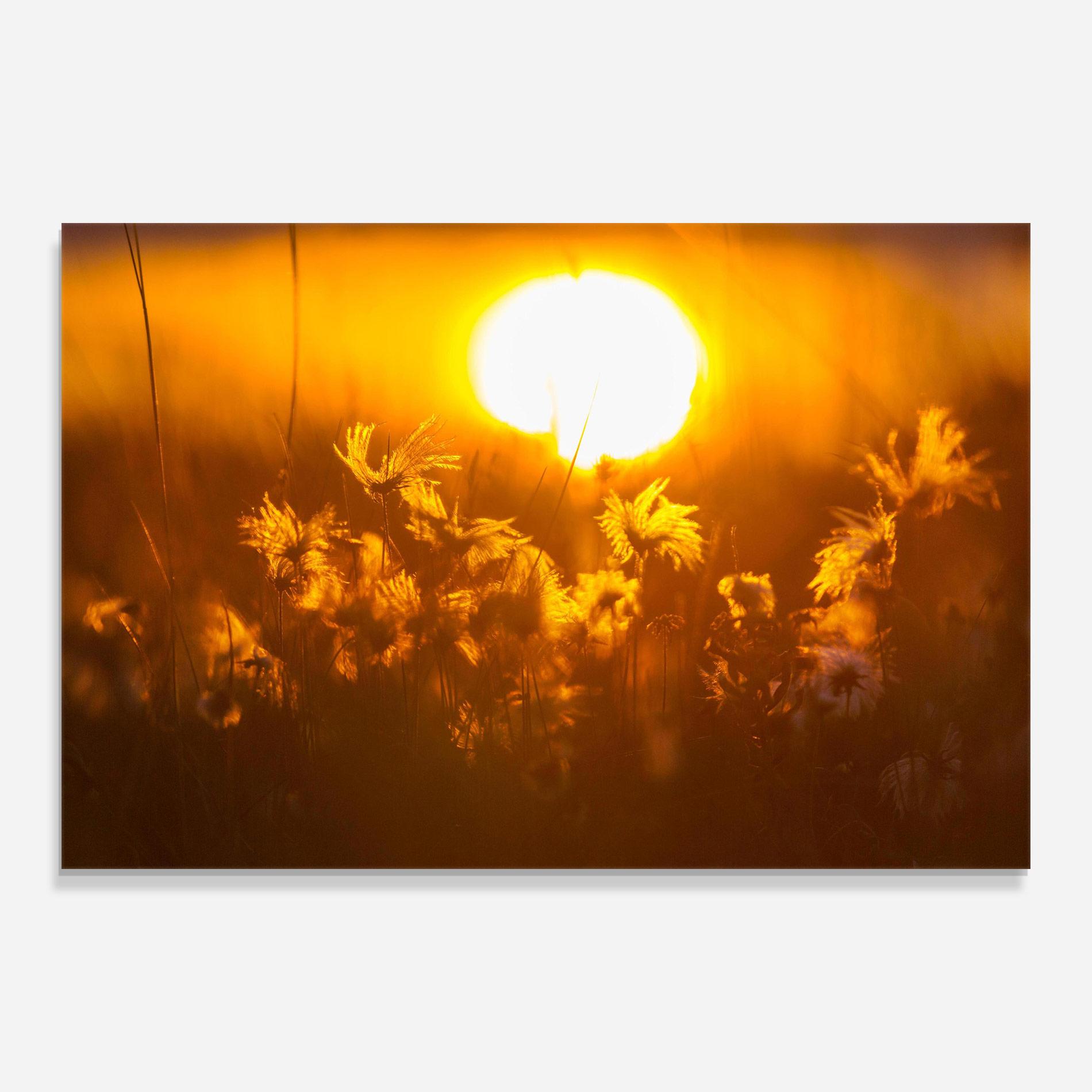 Glasbild Wildflowers mockup 0