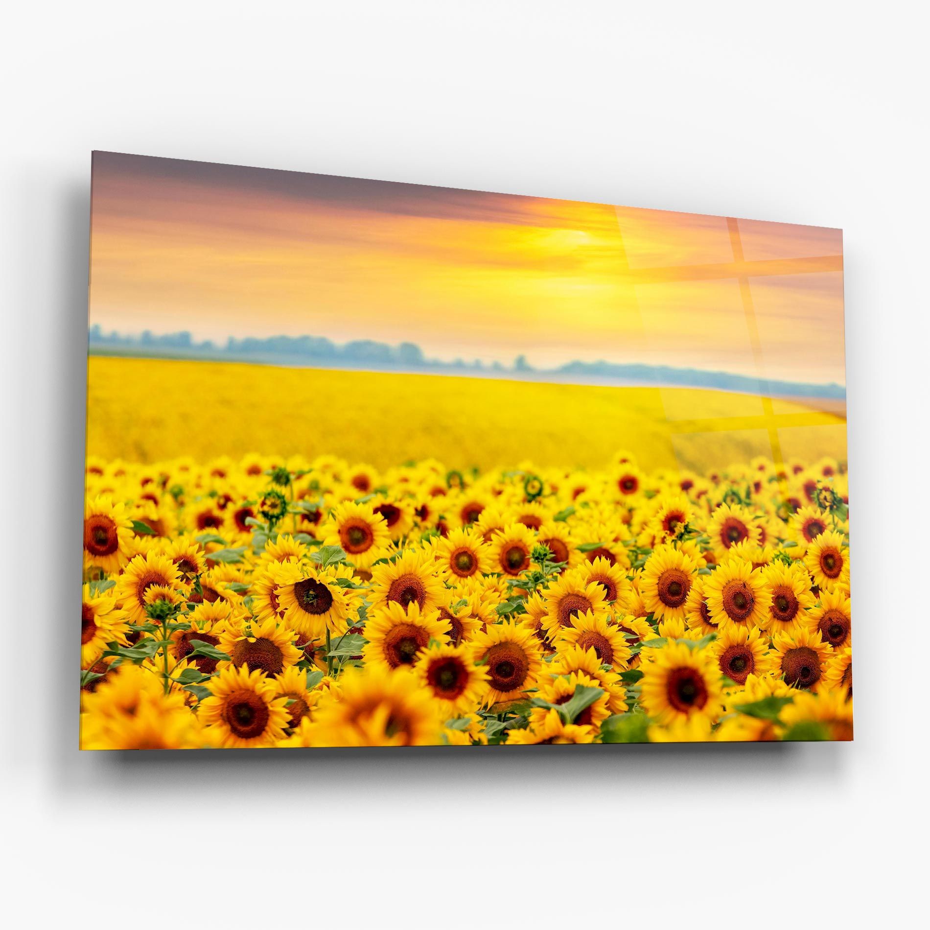 Yellow Sunflowers mockup 6