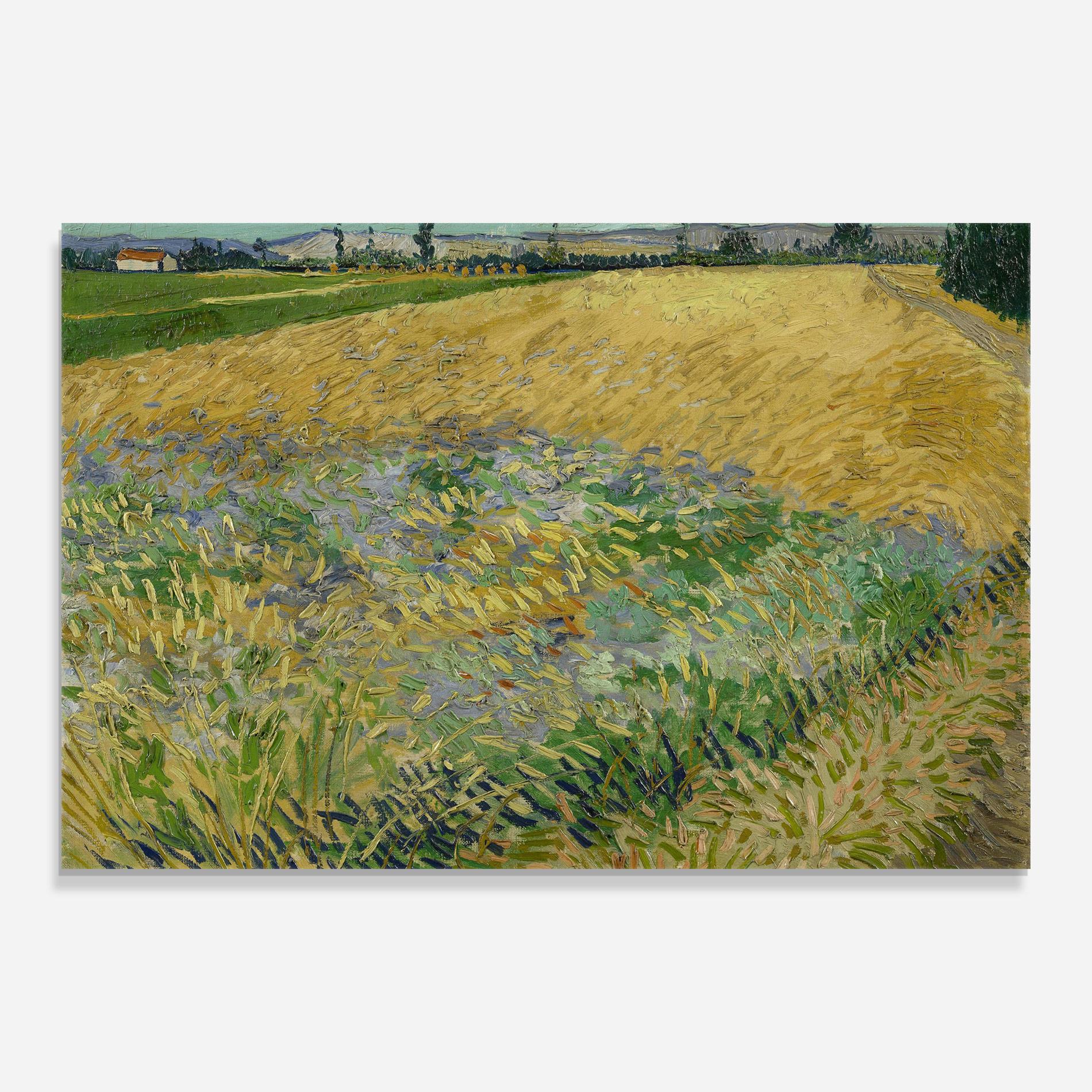 Glasbild Korenveld mockup 0