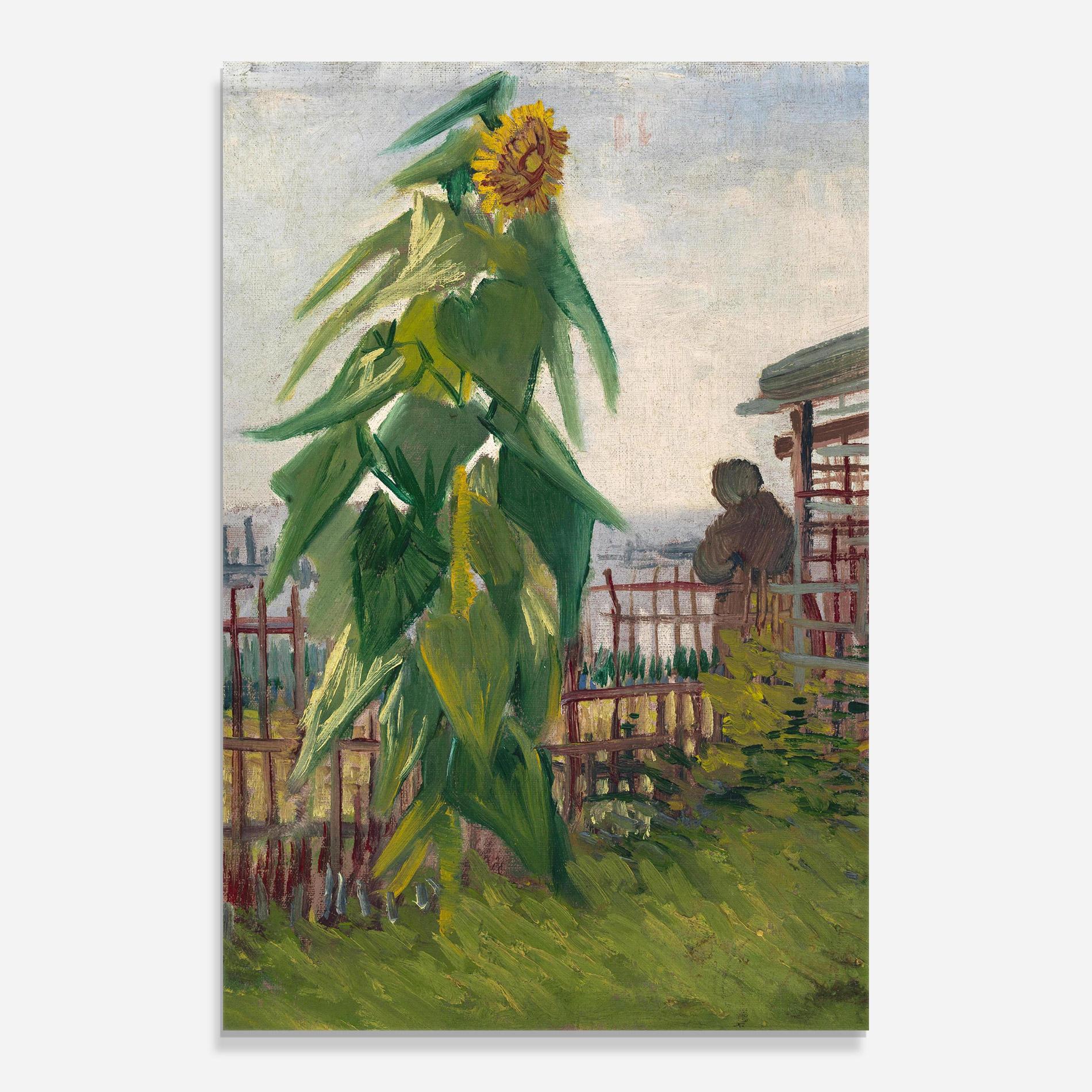Glasbild Allotment With Sunflower mockup 0