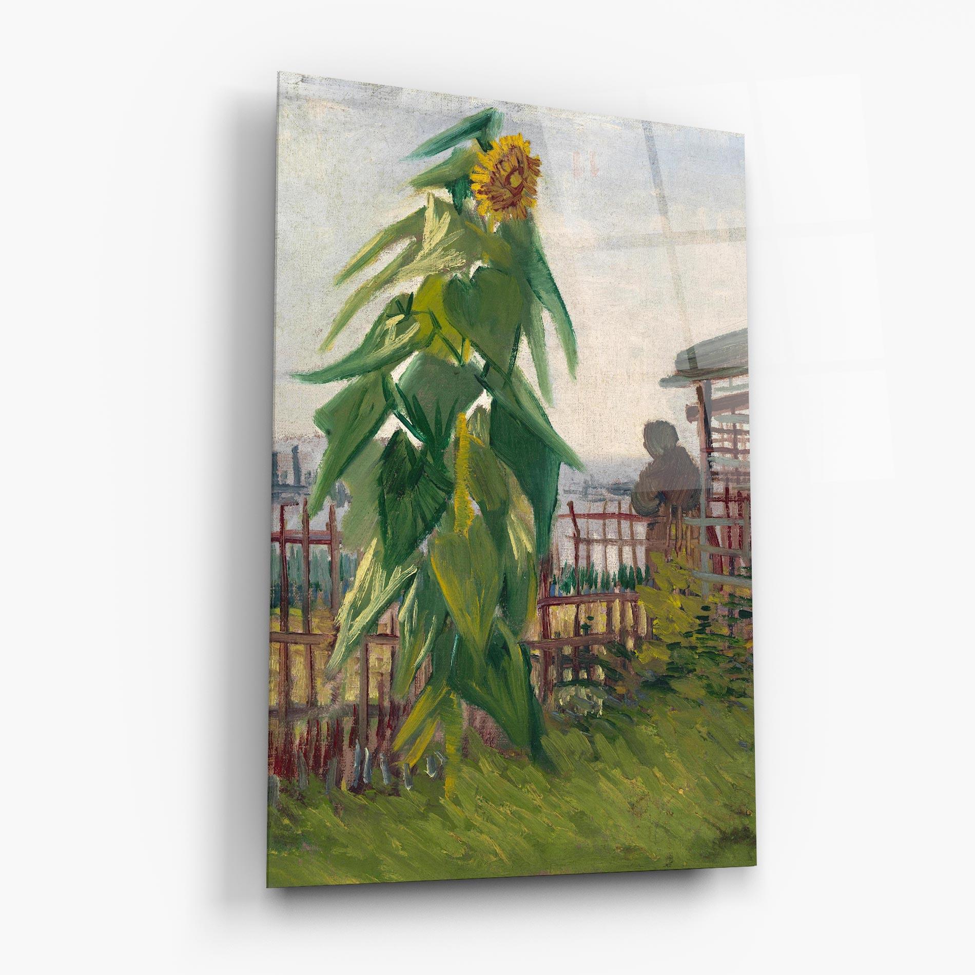 Glasbild Allotment With Sunflower mockup 6